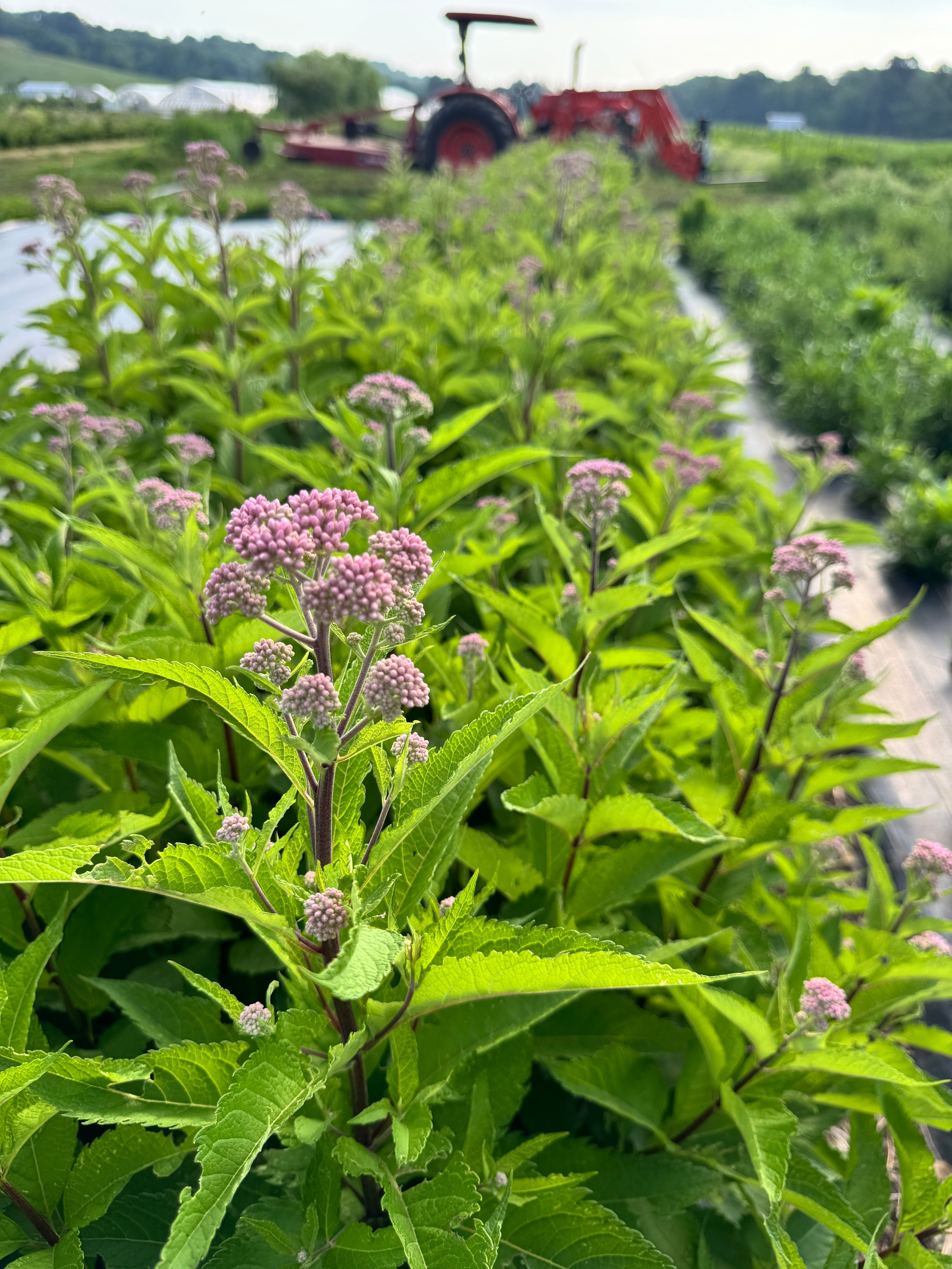 Field of regional ecotype plants with purple and yellow flowers in a field setting with trees in the background.