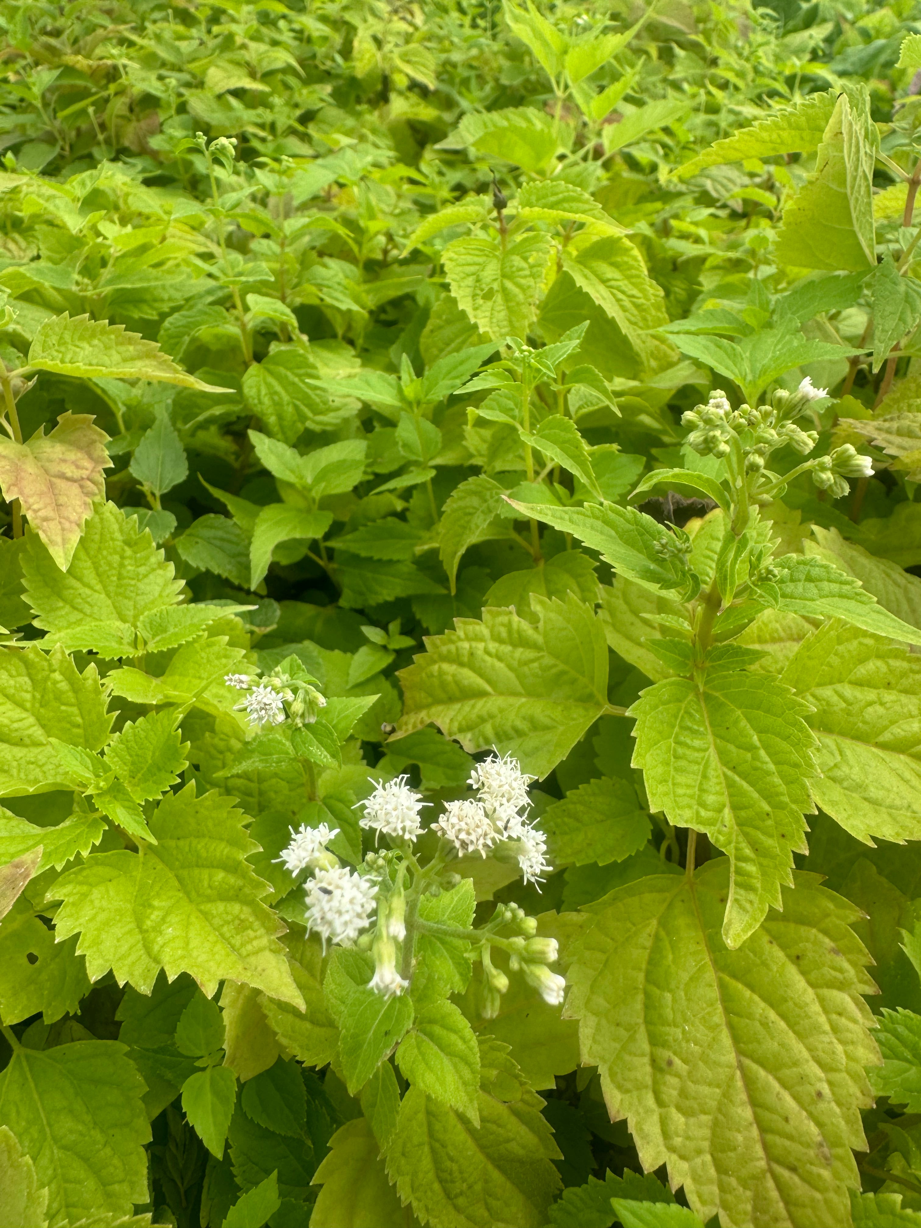 Ageratina altissima
