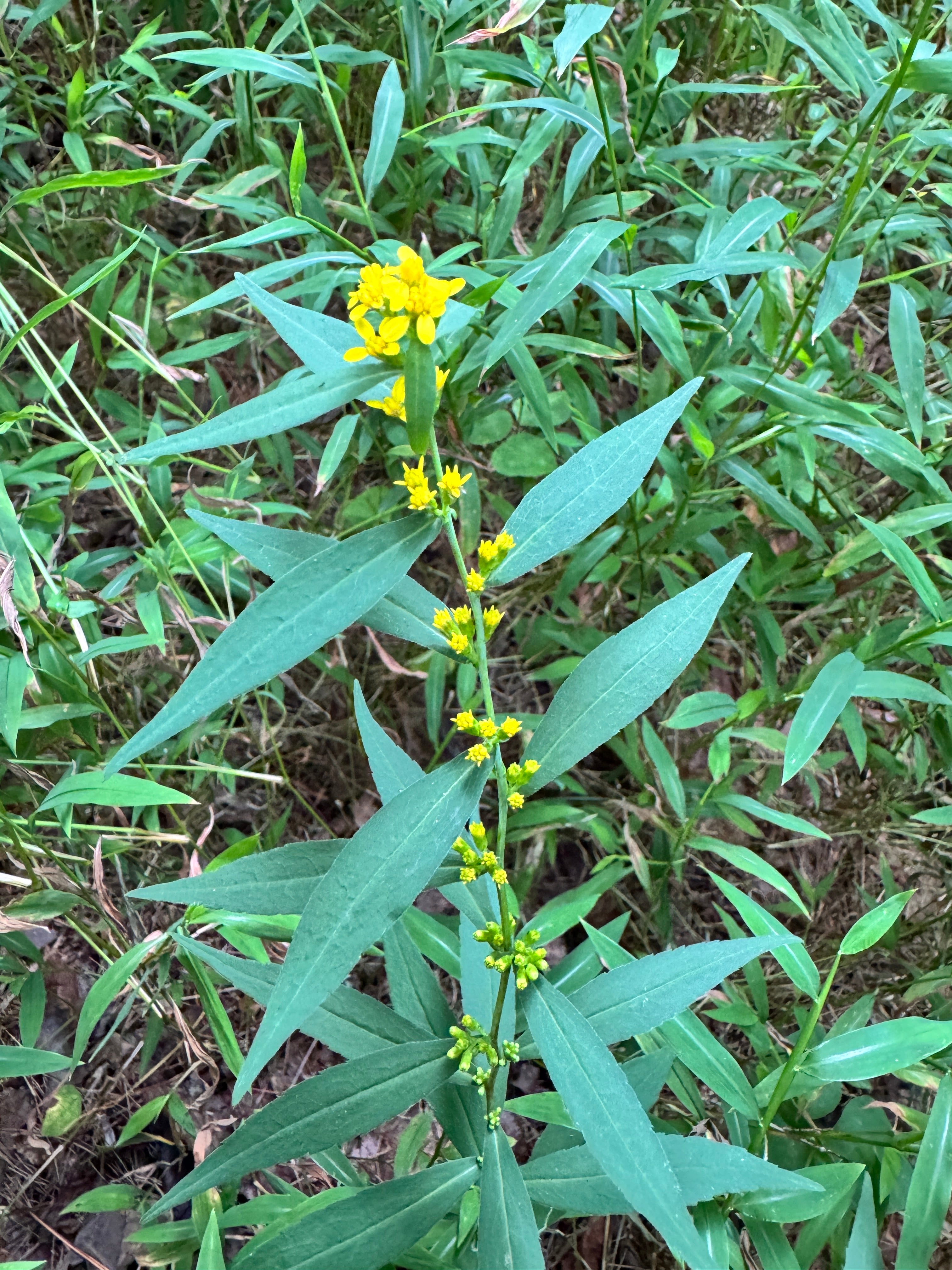 Solidago caesia