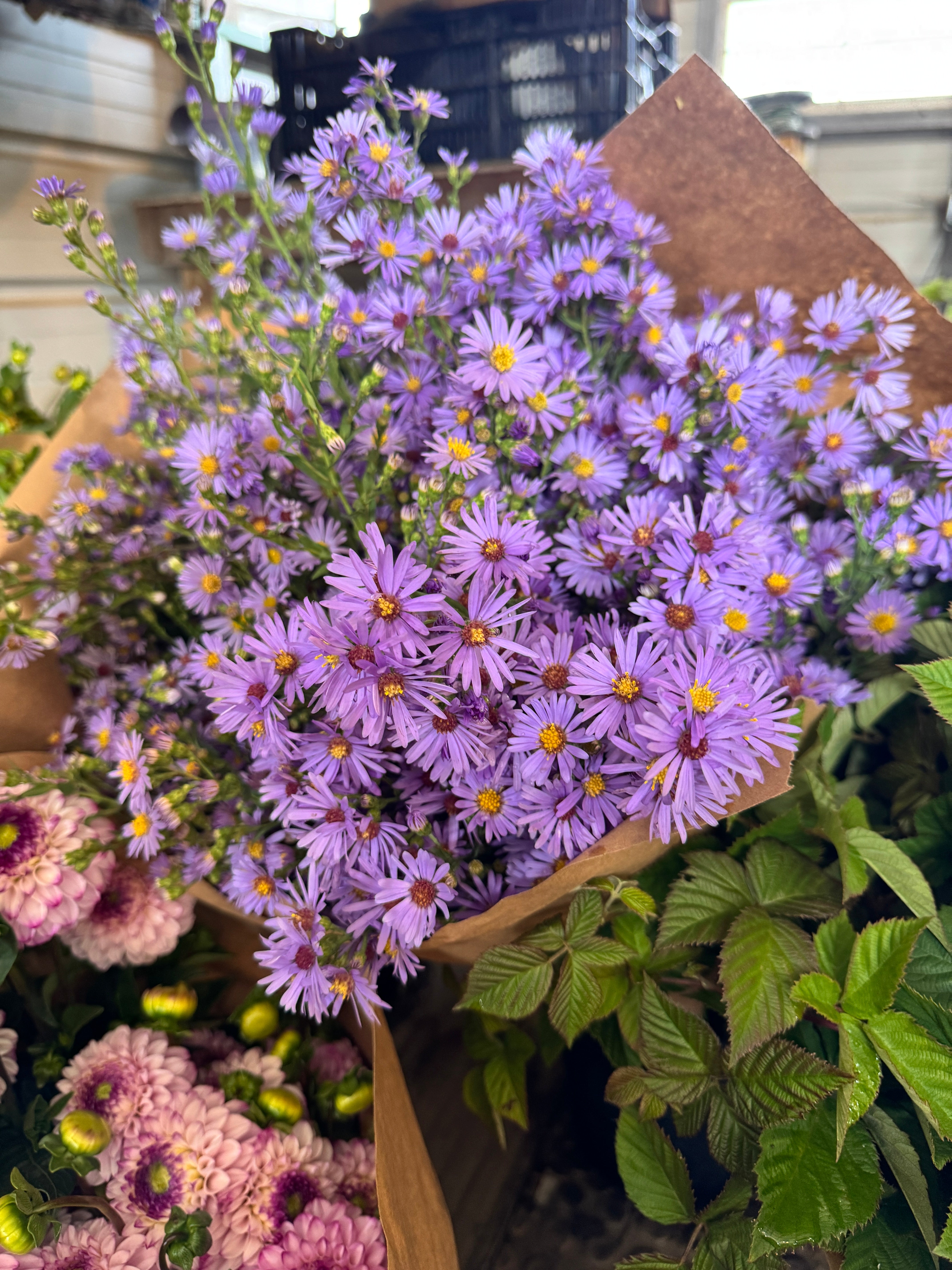 Symphyotrichum laeve