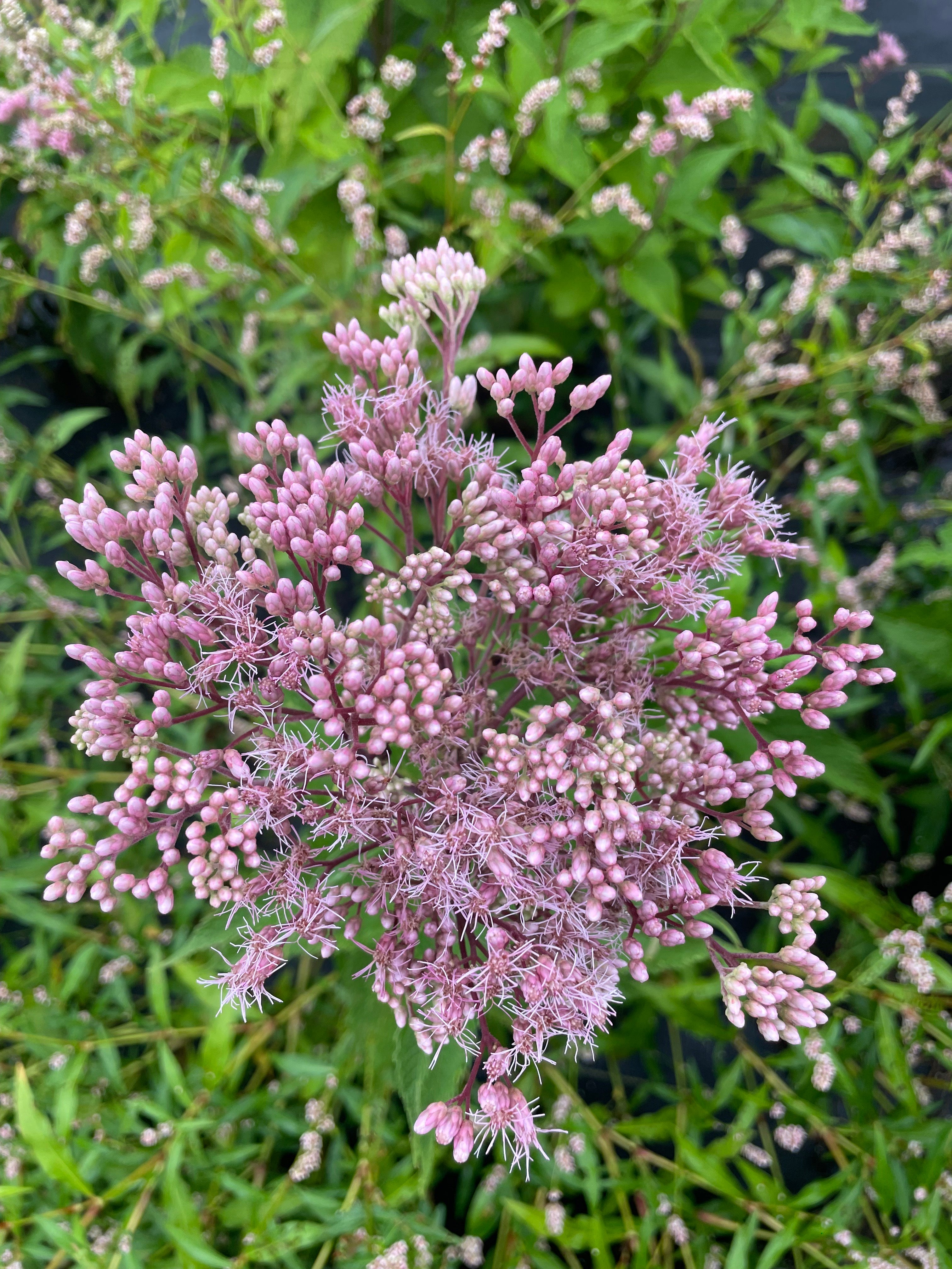 Eupatorium fistulosum