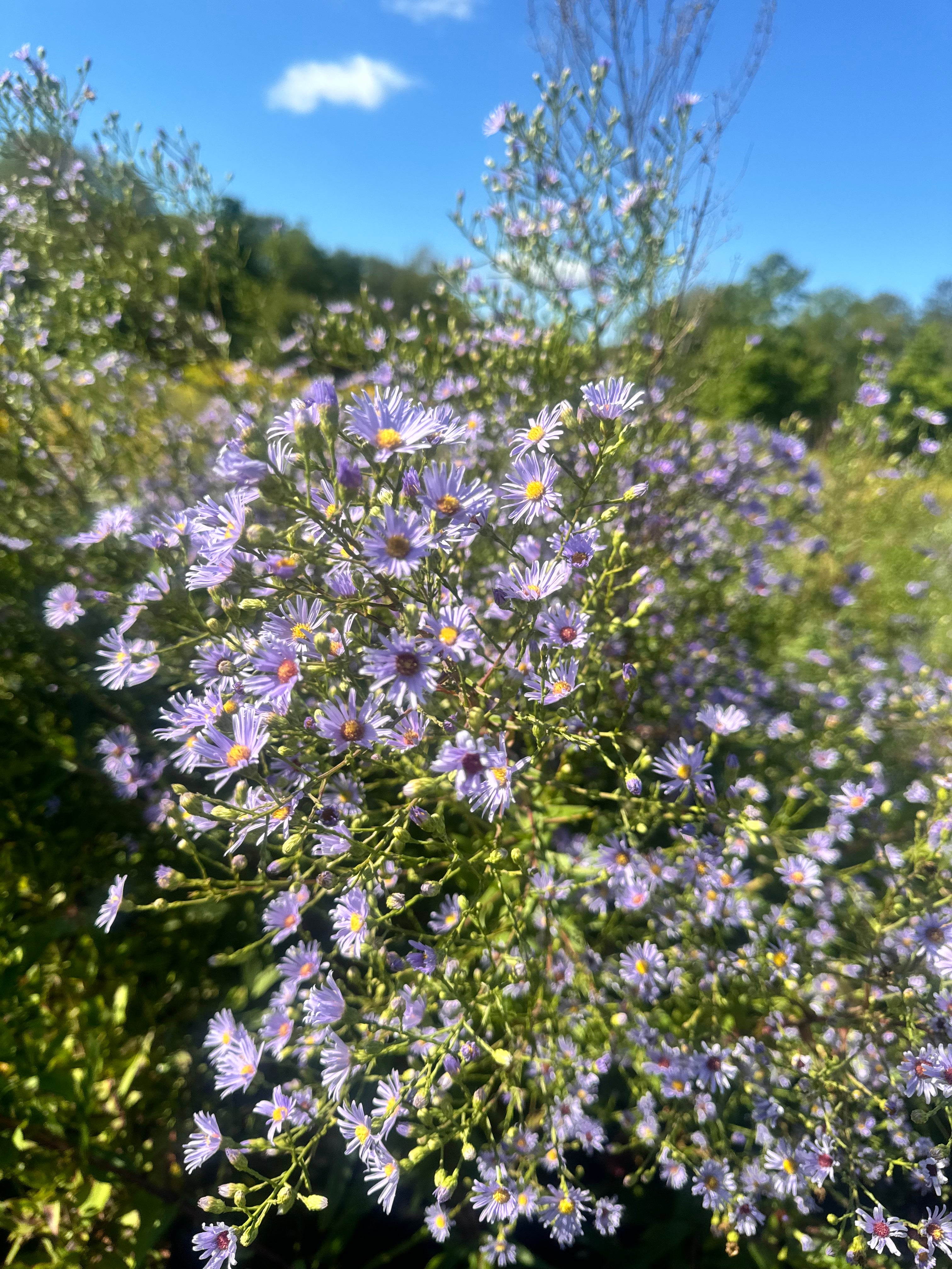 Symphyotrichum laeve