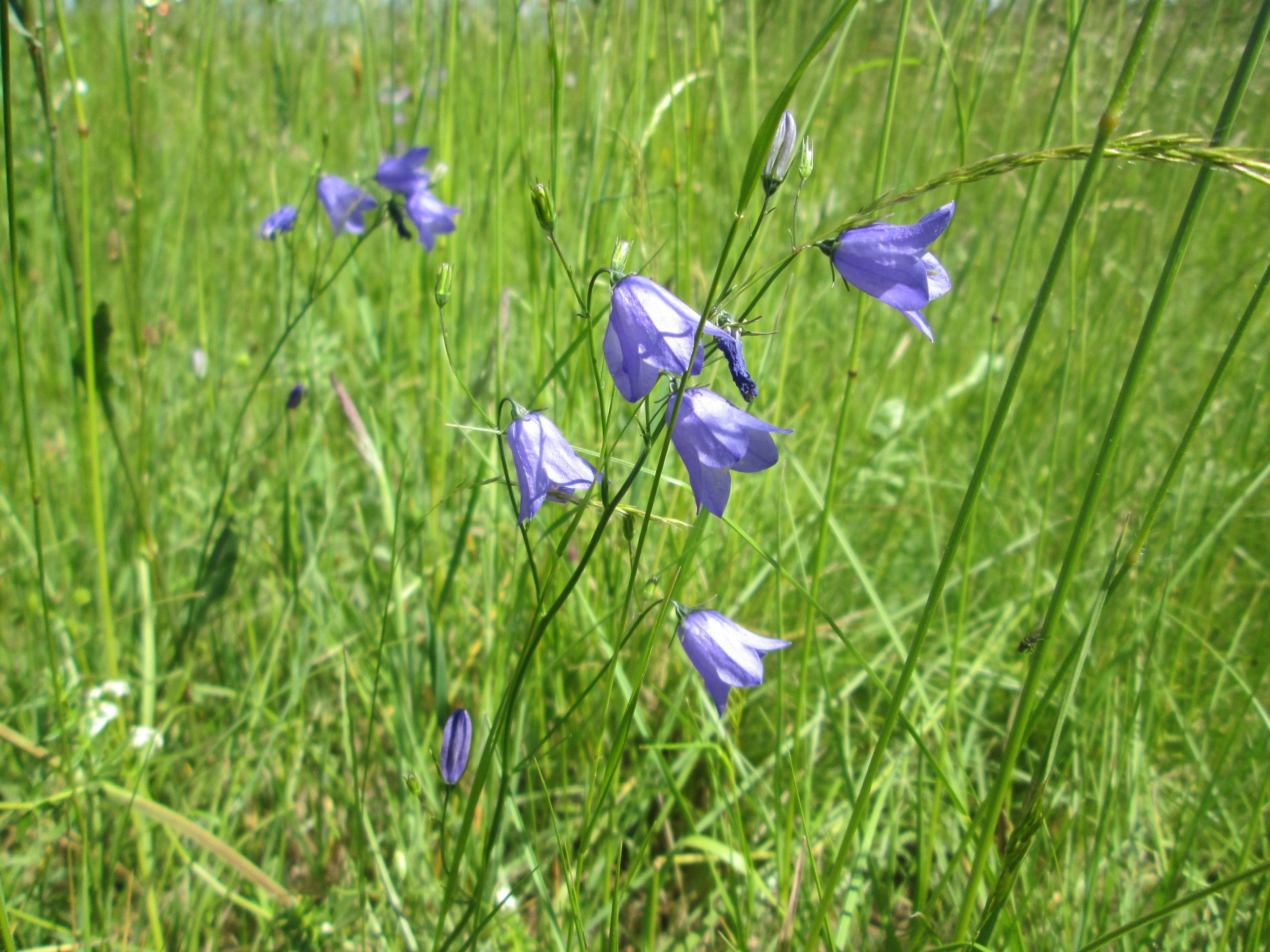 Campanula rotundifolia
