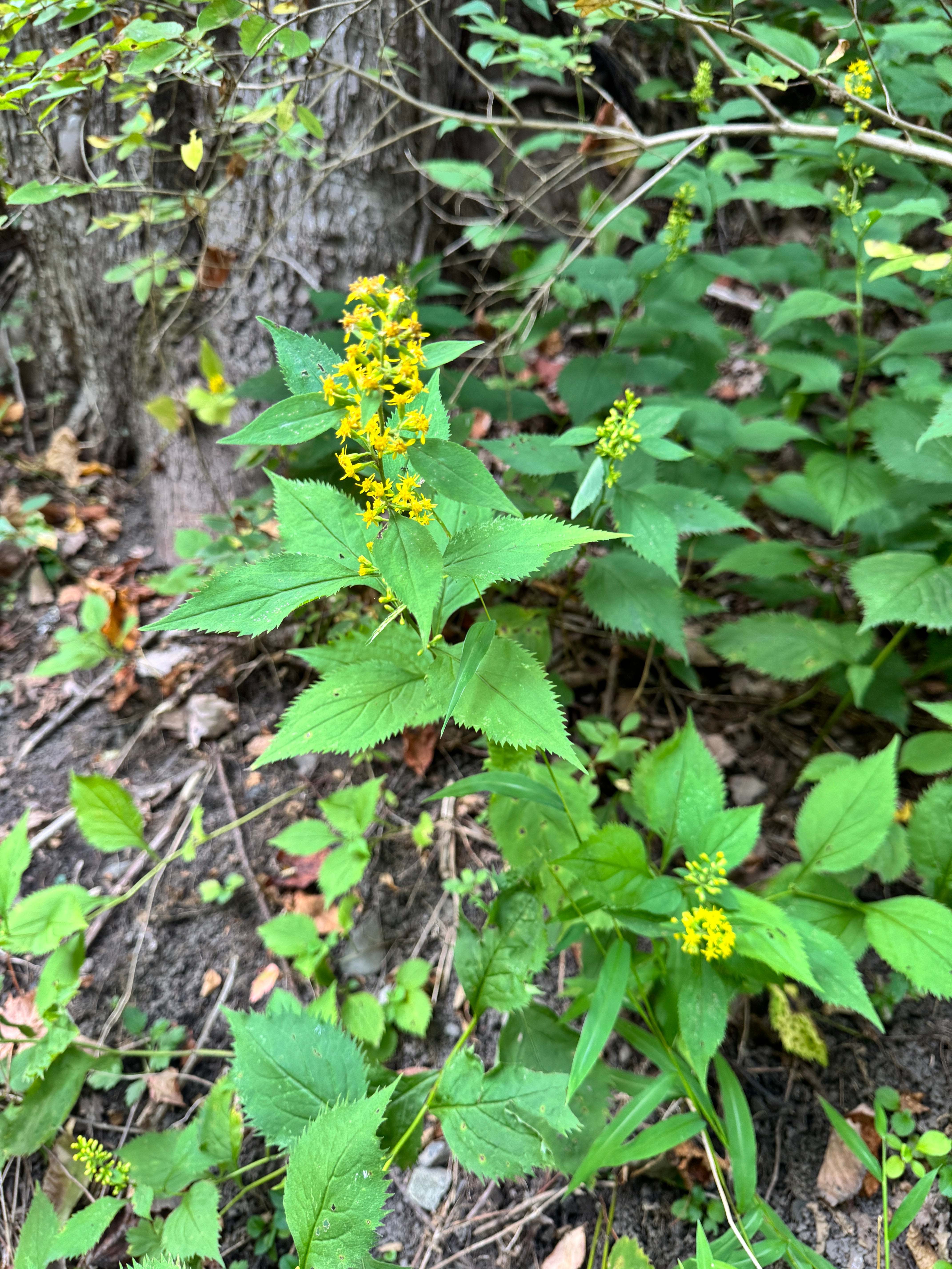 Solidago flexicaulis