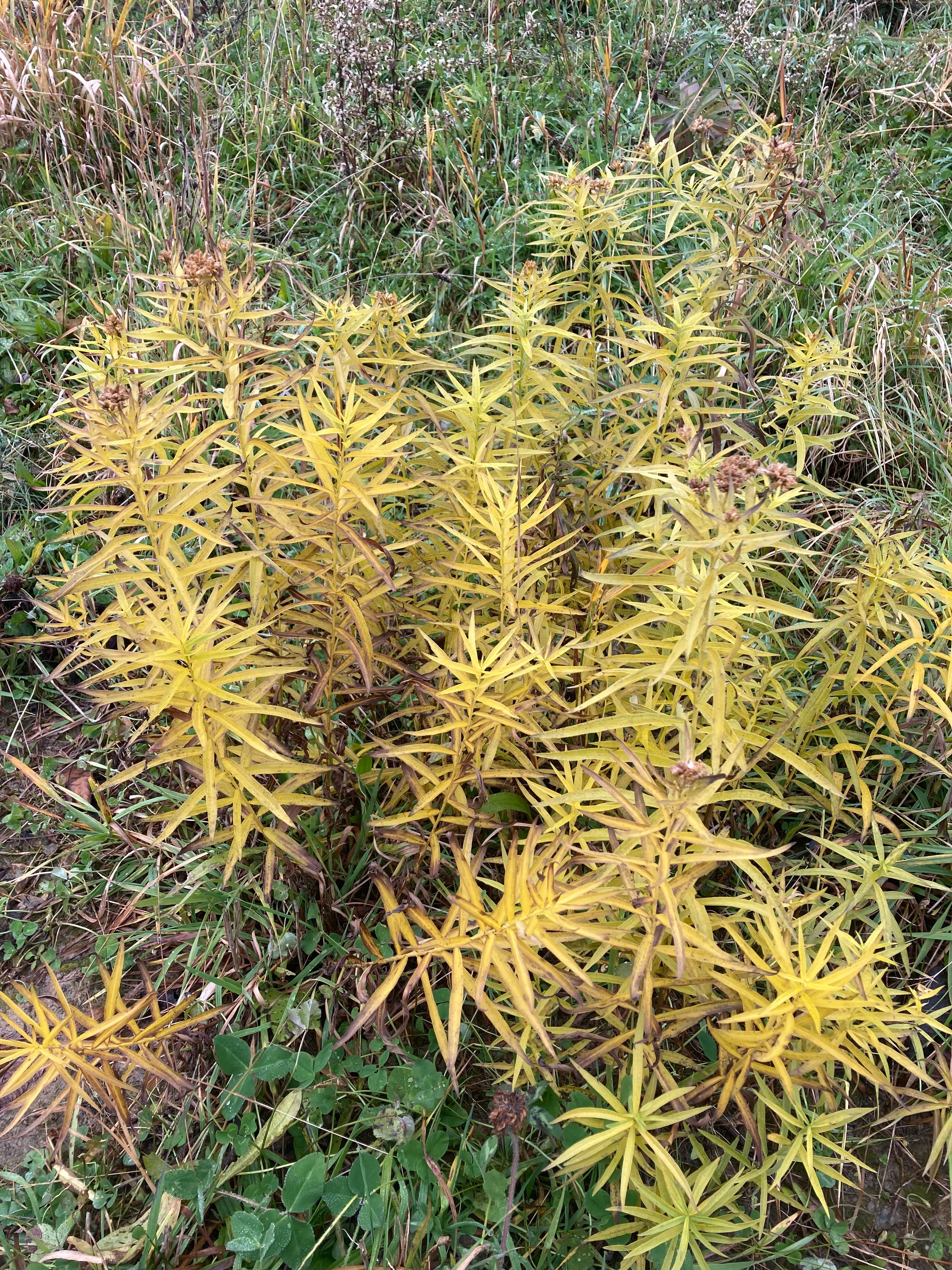 Euthamia graminifolia