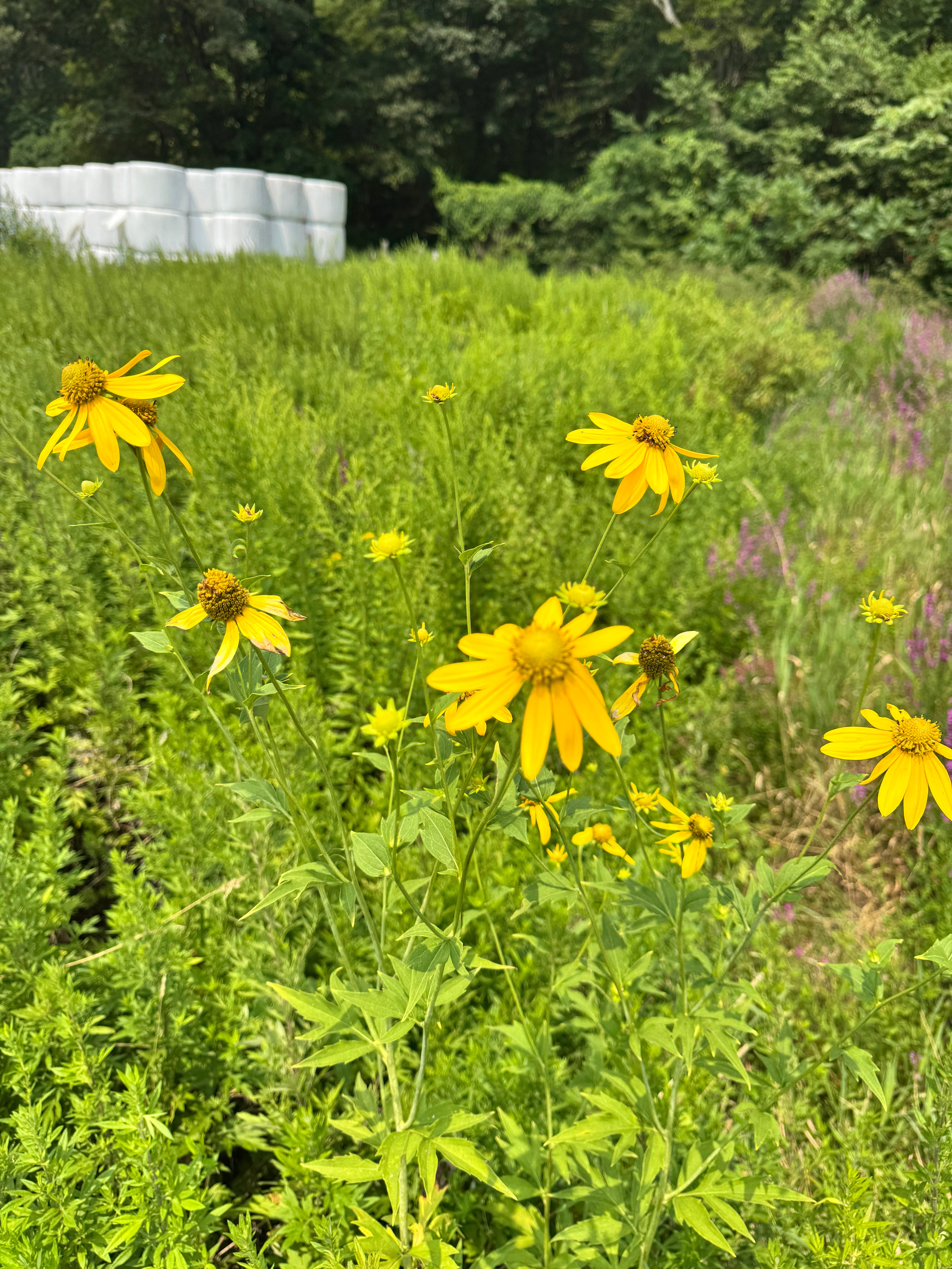 Rudbeckia laciniata