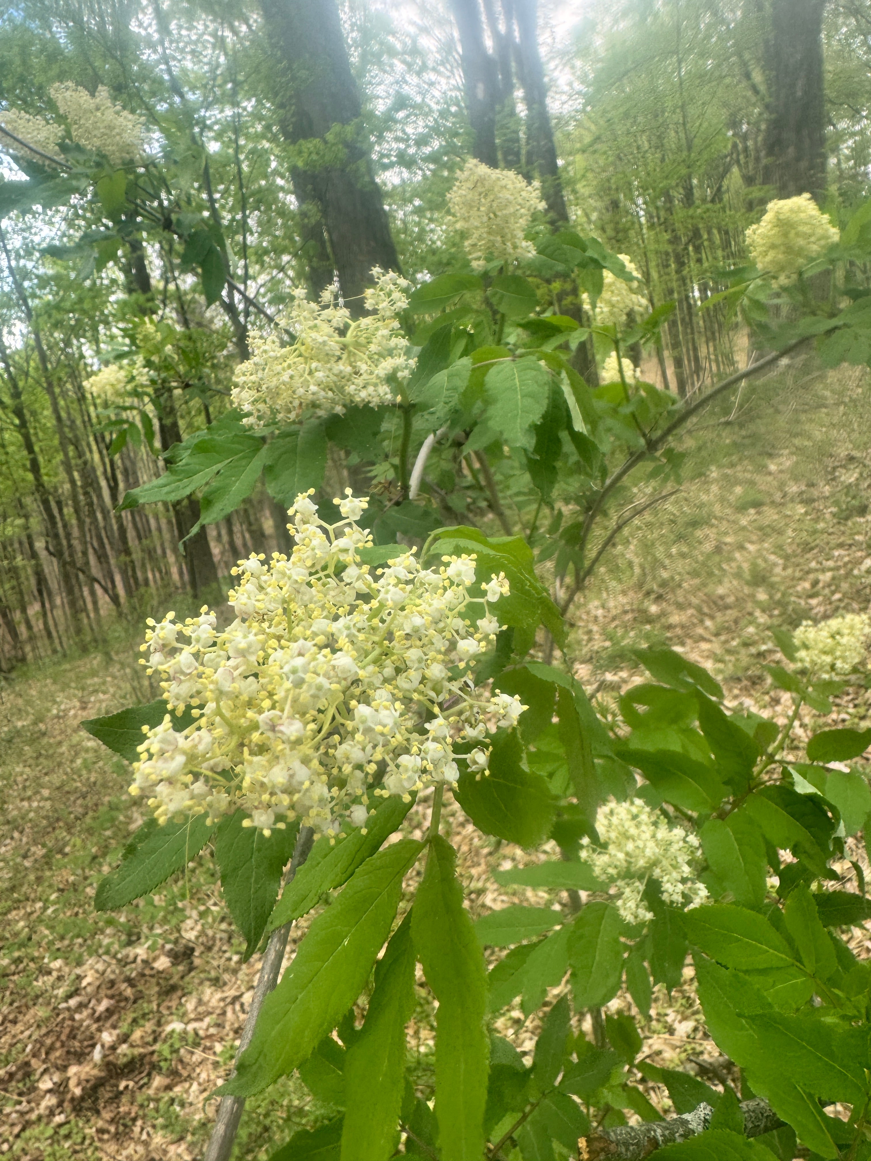 Sambucus racemosa