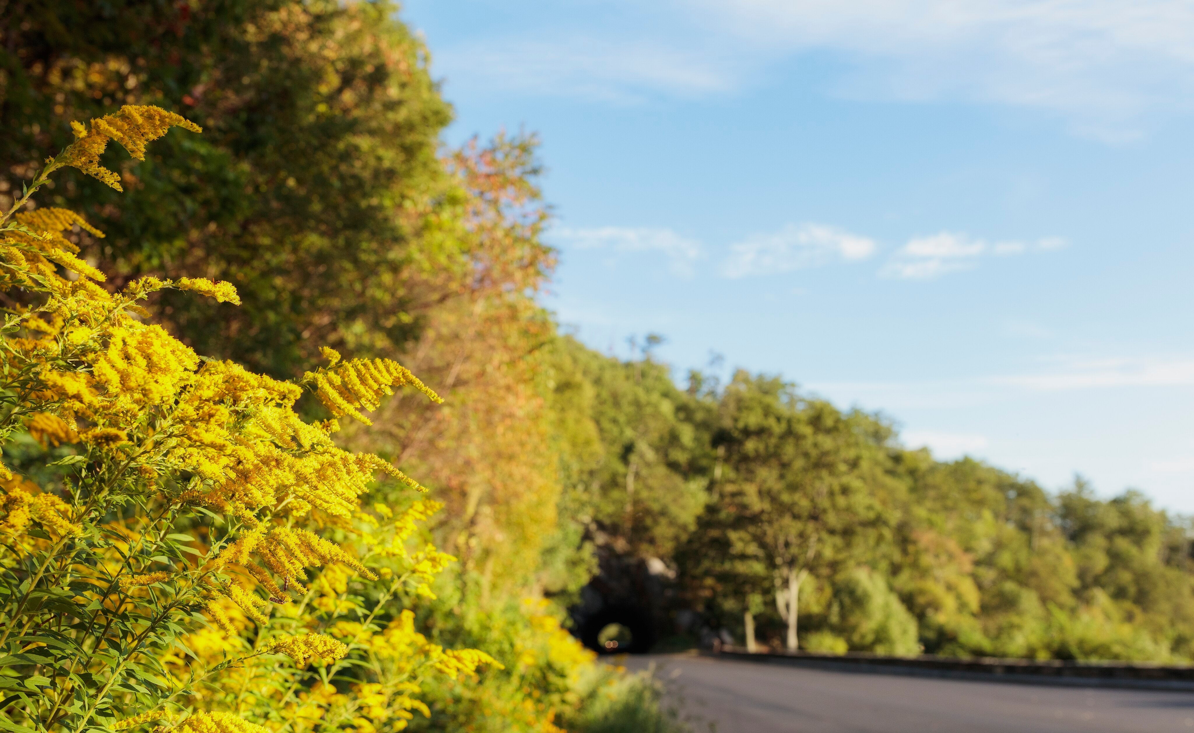 Solidago altissima