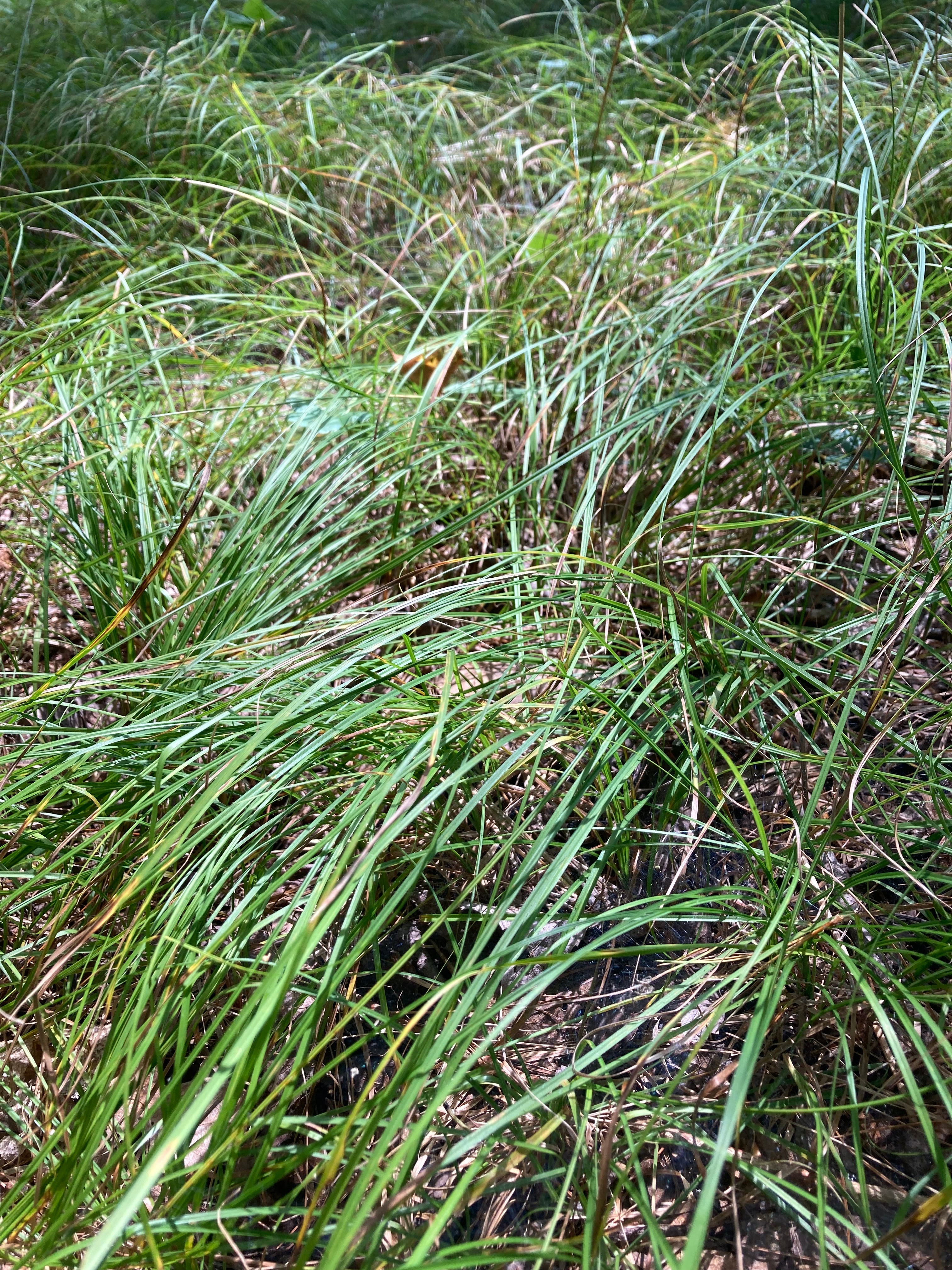 Carex pensylvanica