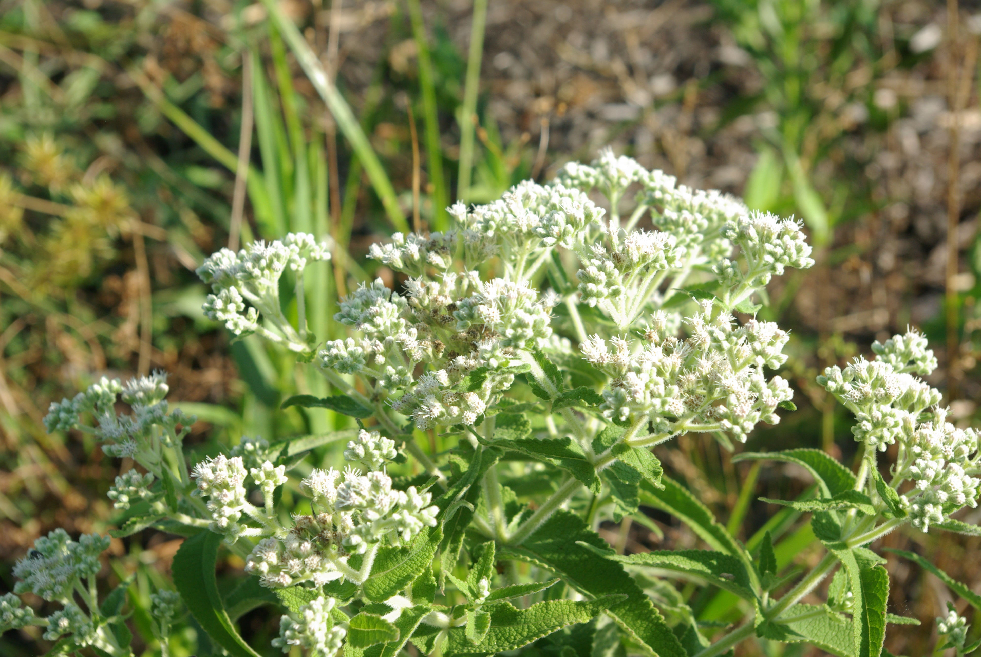 Eupatorium perfoliatum