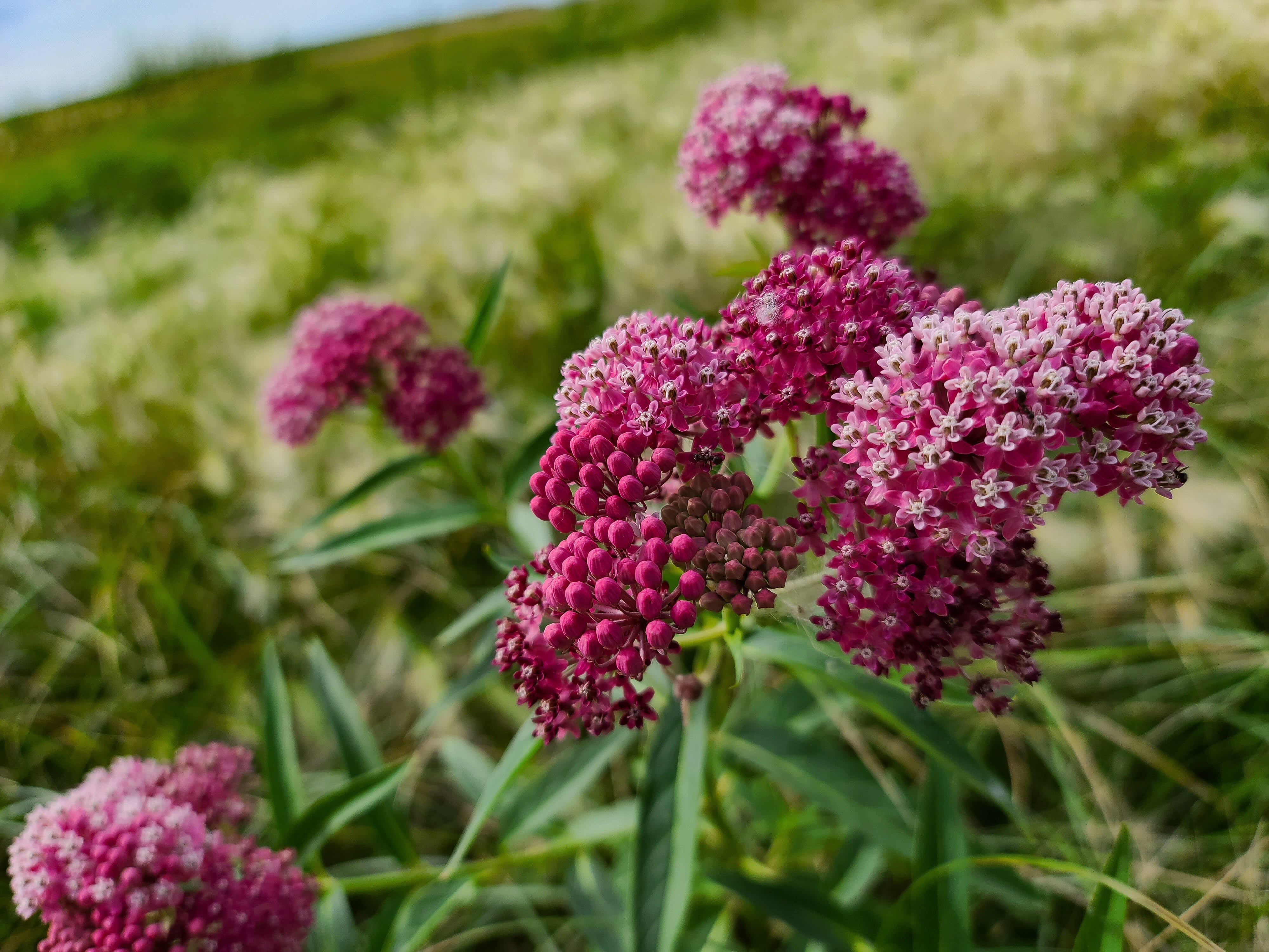 Asclepias incarnata