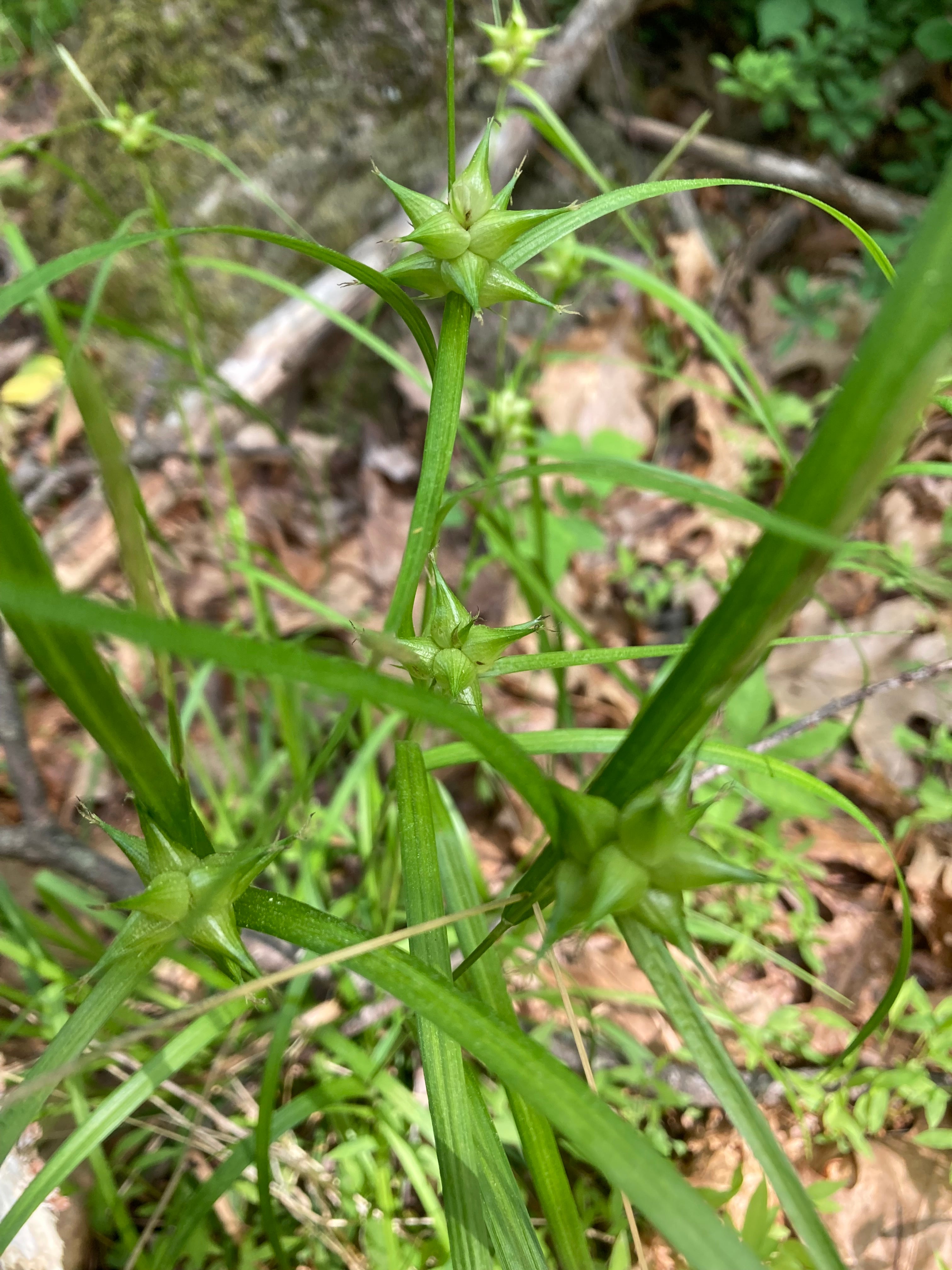 Carex grayi