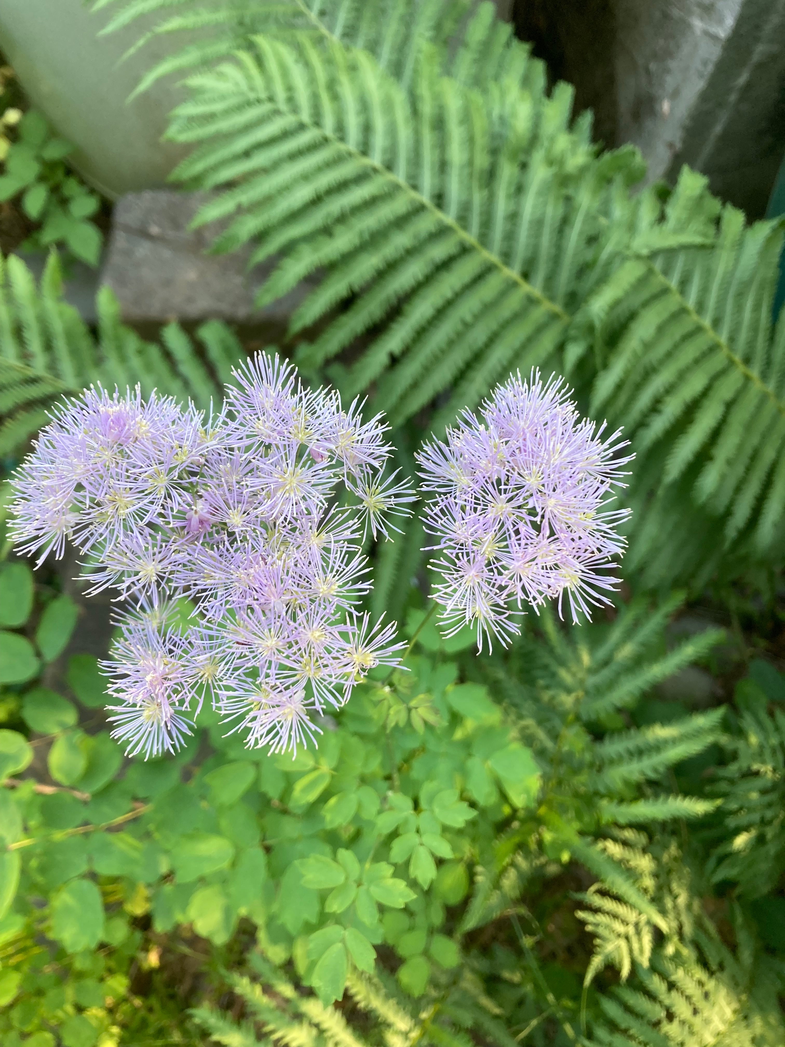 Thalictrum pubescens