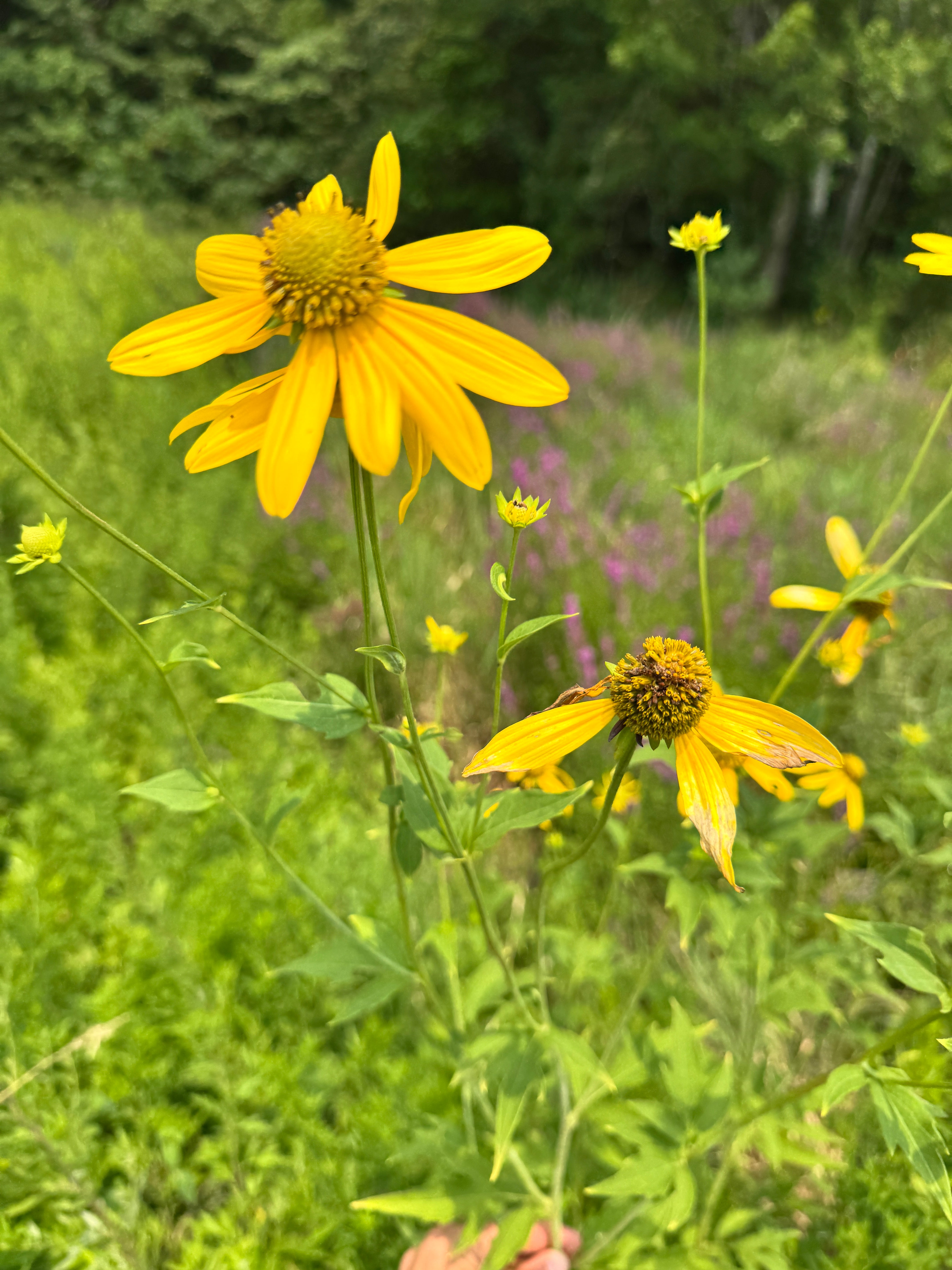 Rudbeckia laciniata