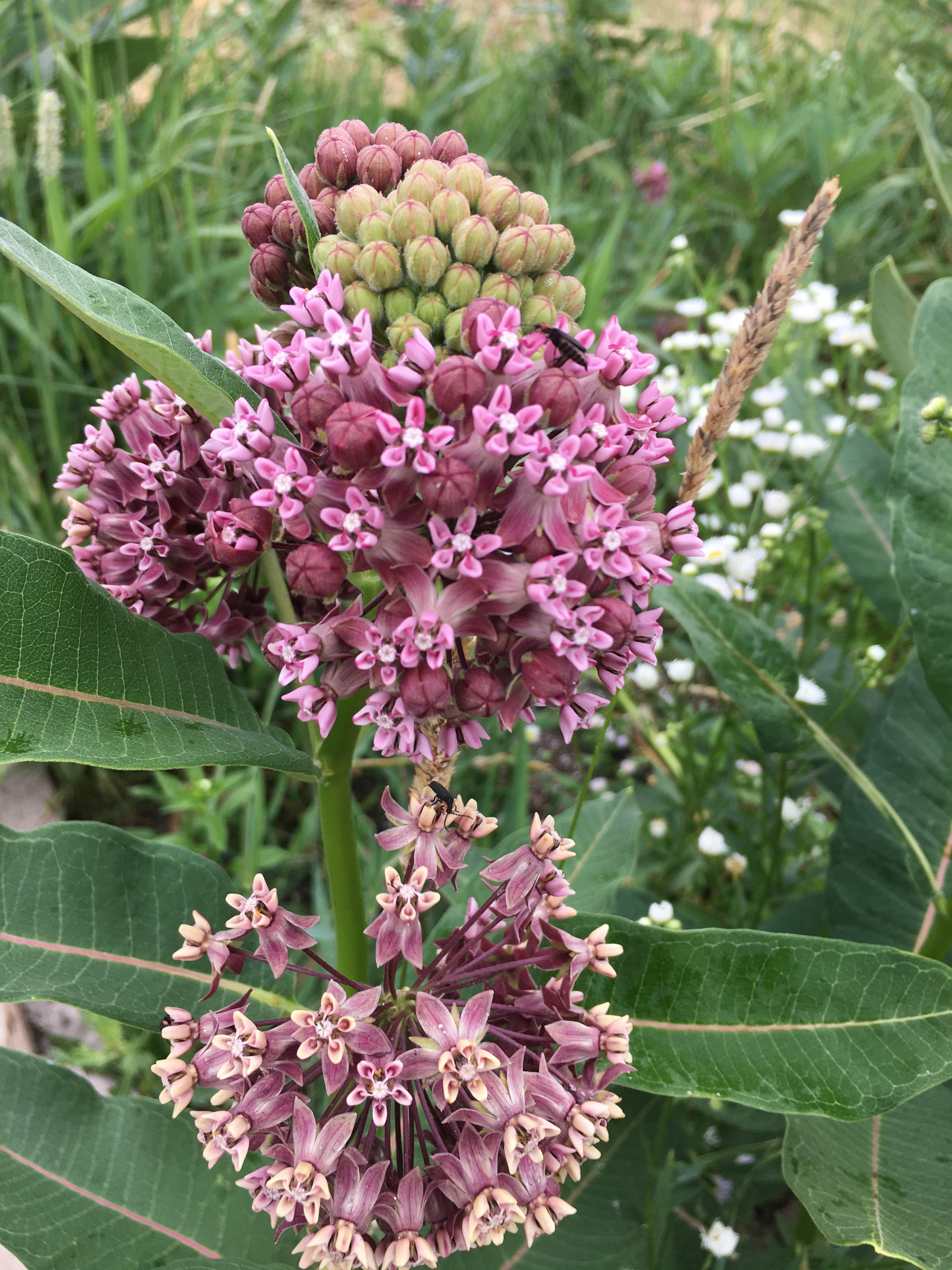 Asclepias syriaca