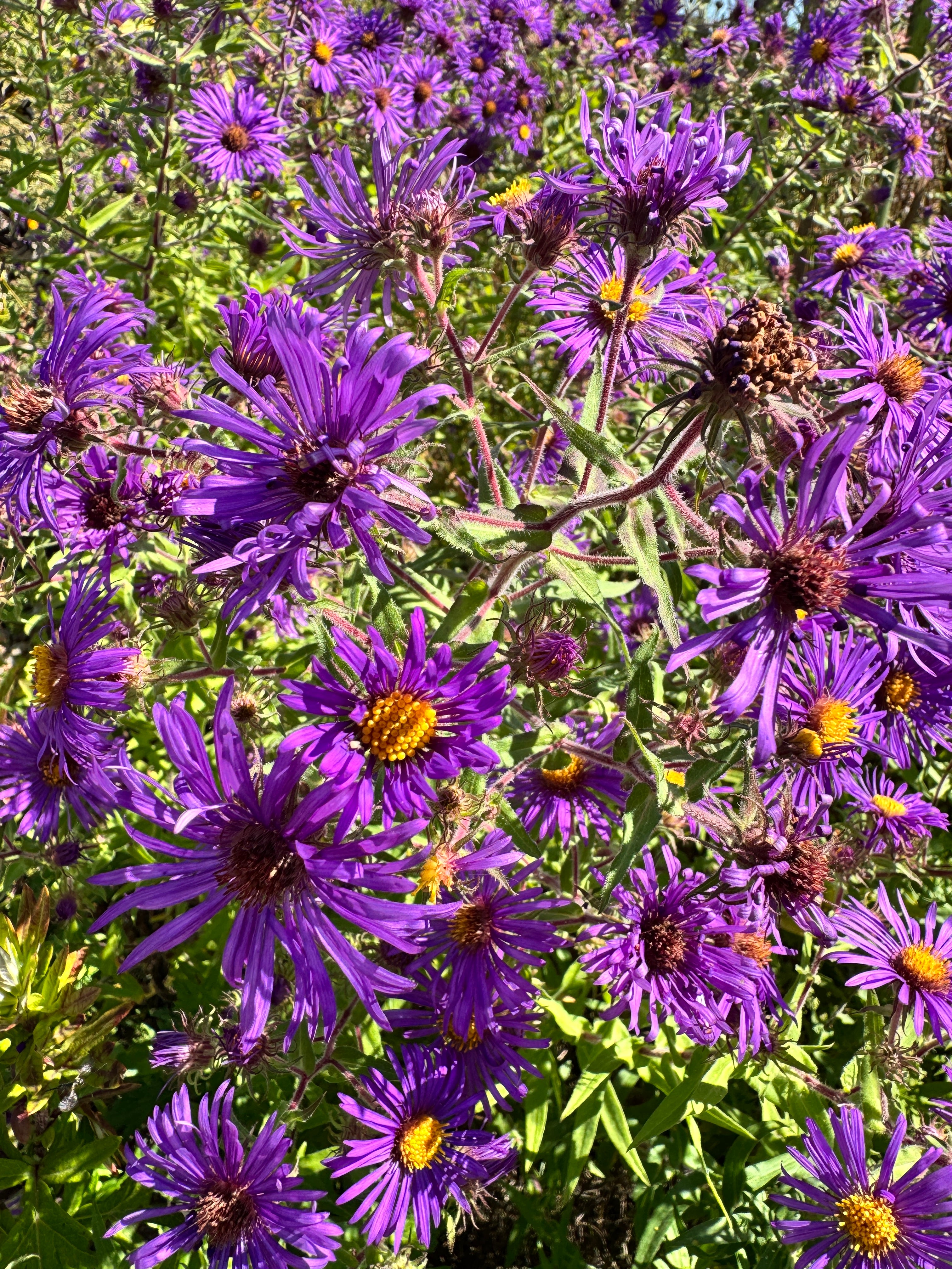 Symphyotrichum novae-angliae