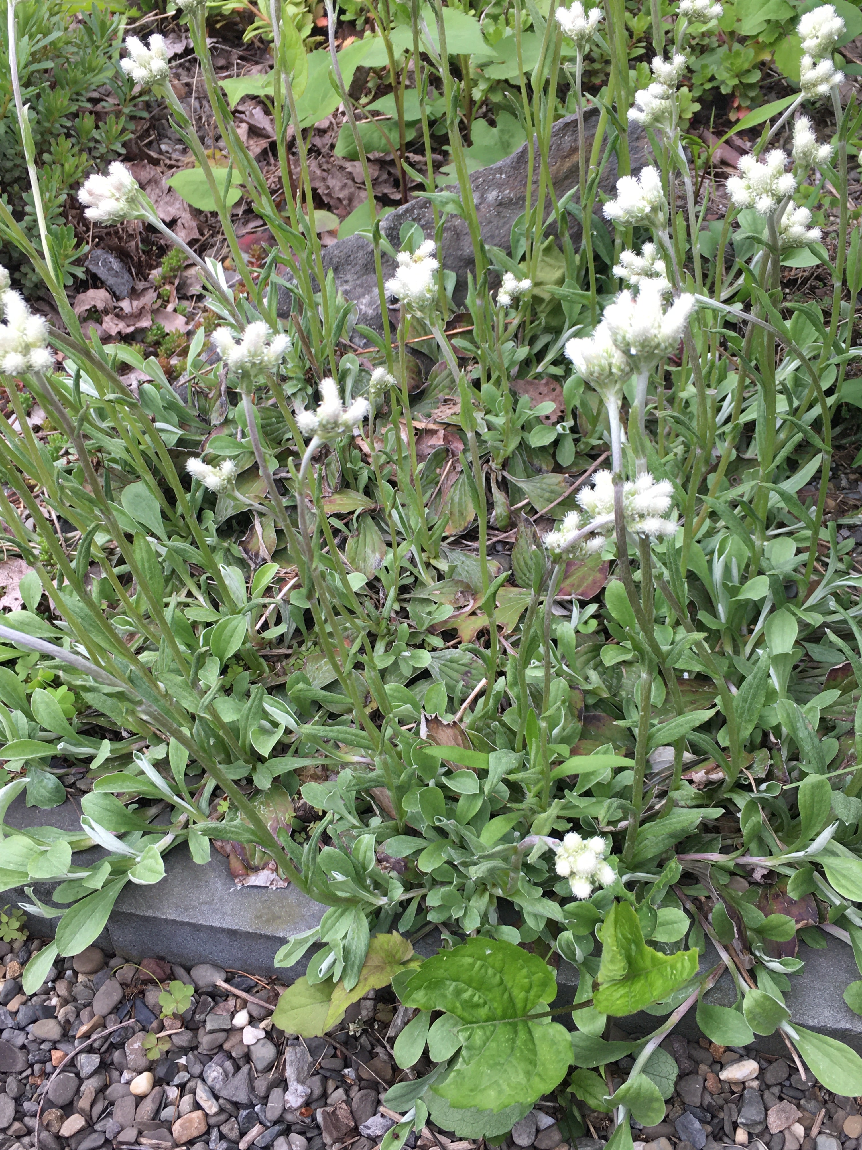 Antennaria plantaginifolia