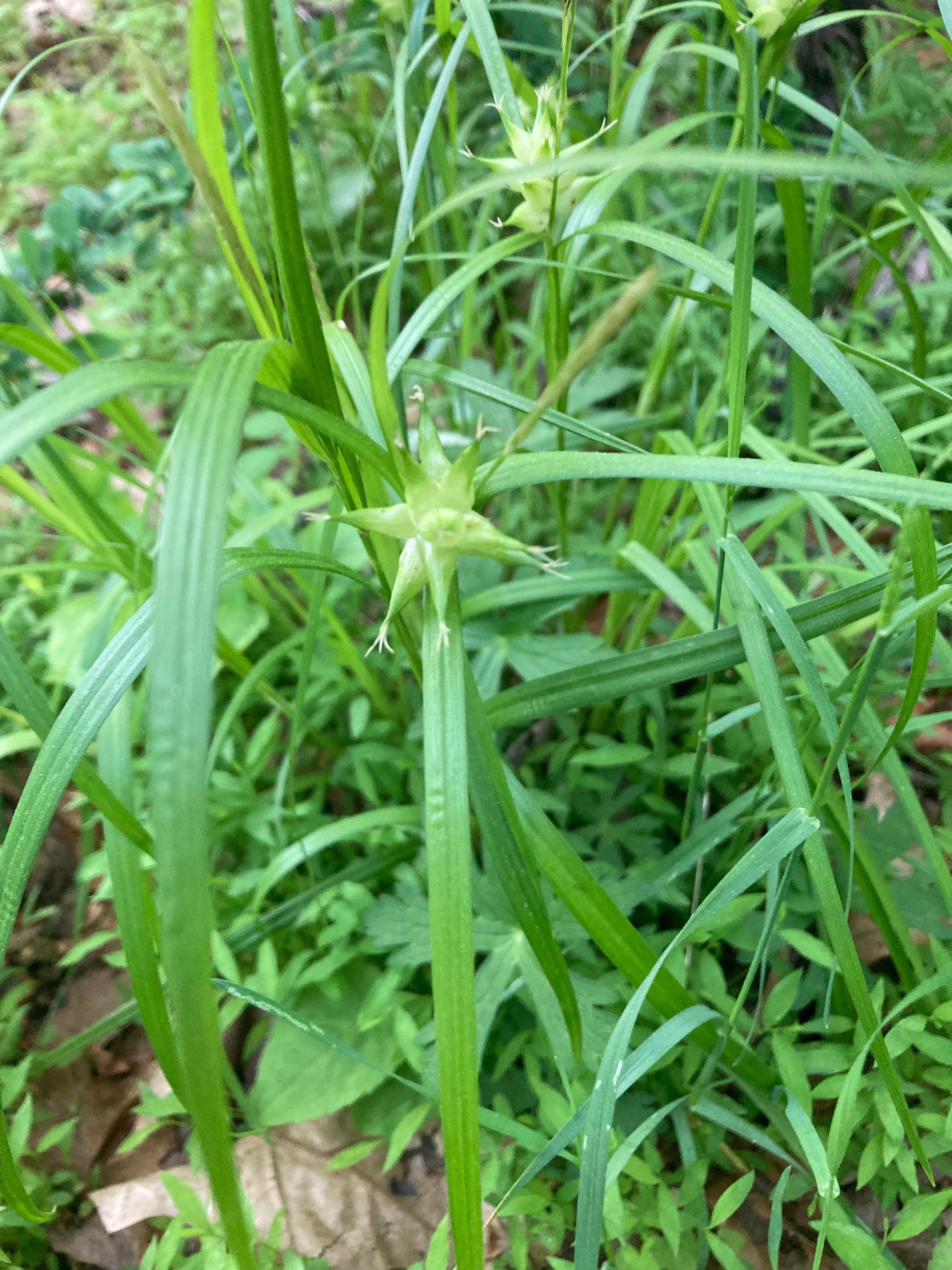 Carex grayi