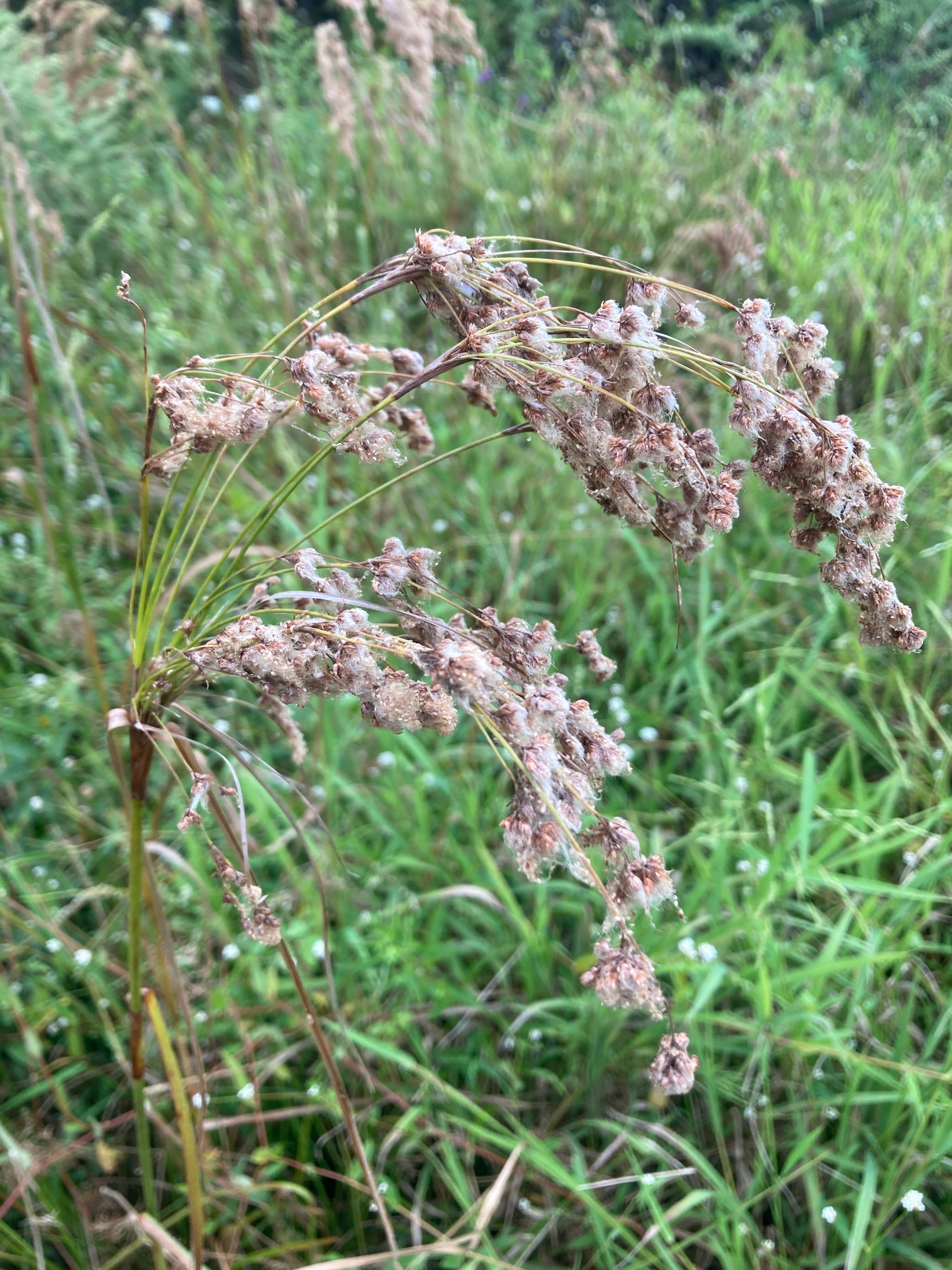 Scirpus cyperinus