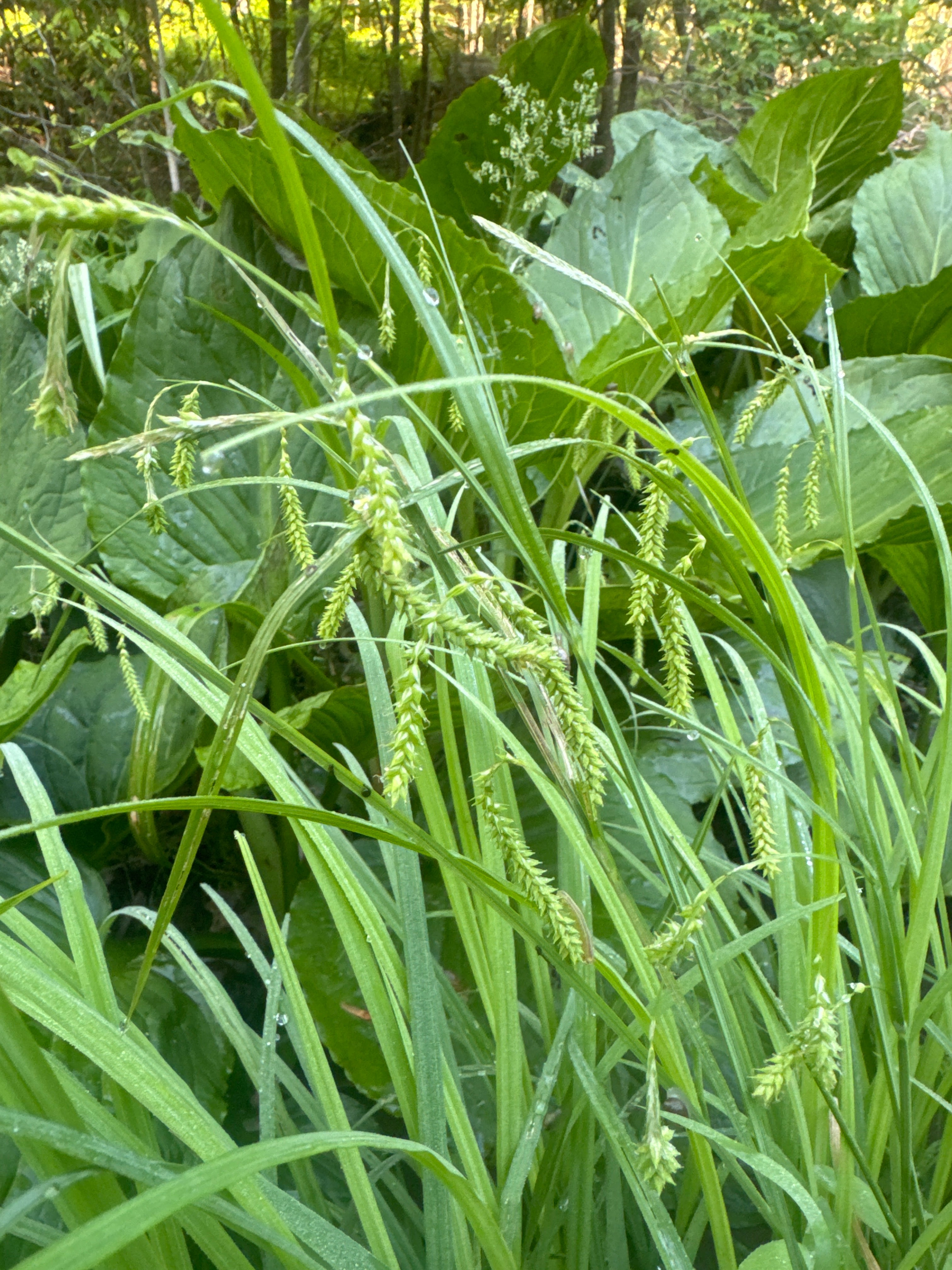 Carex crinita