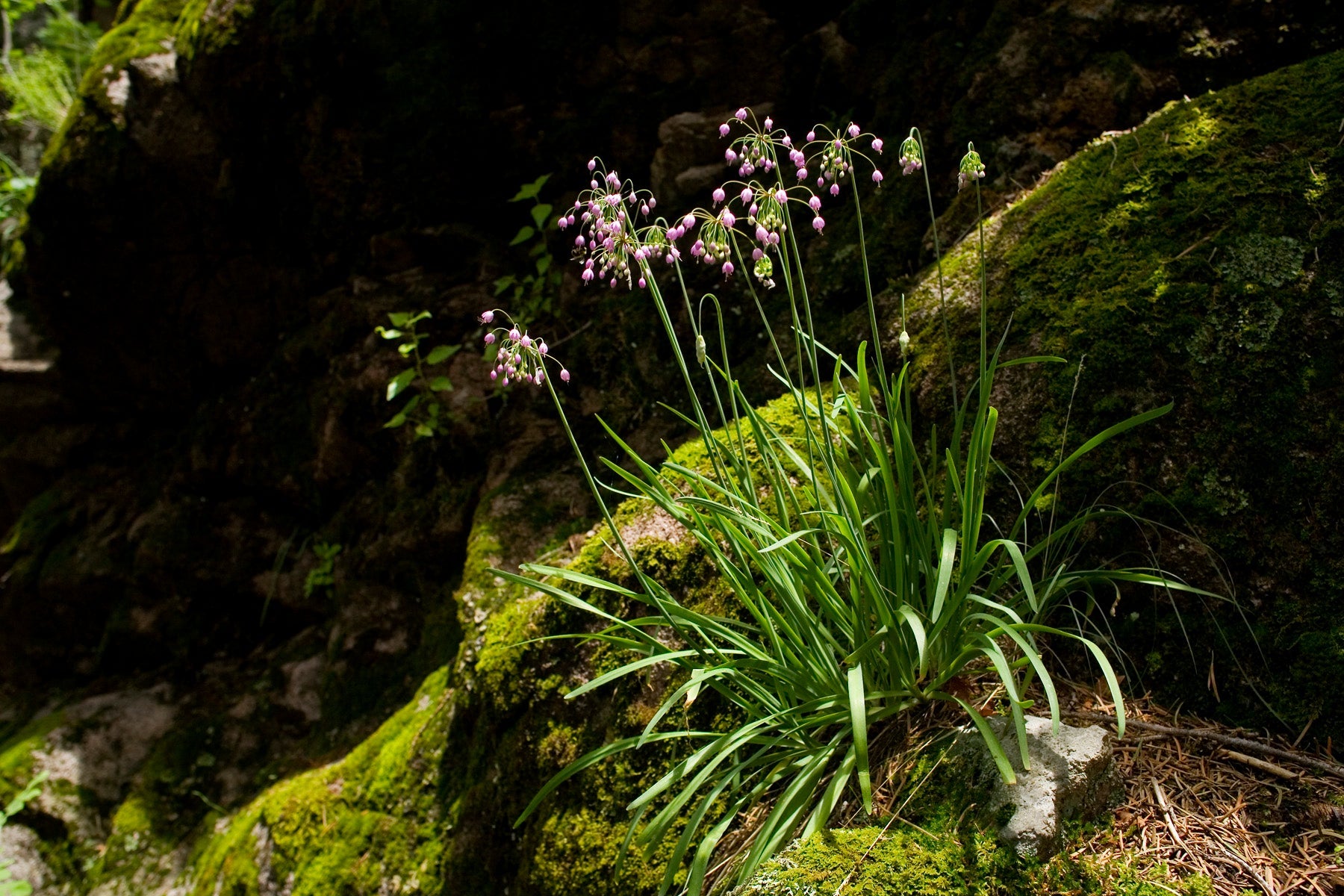 Allium cernuum