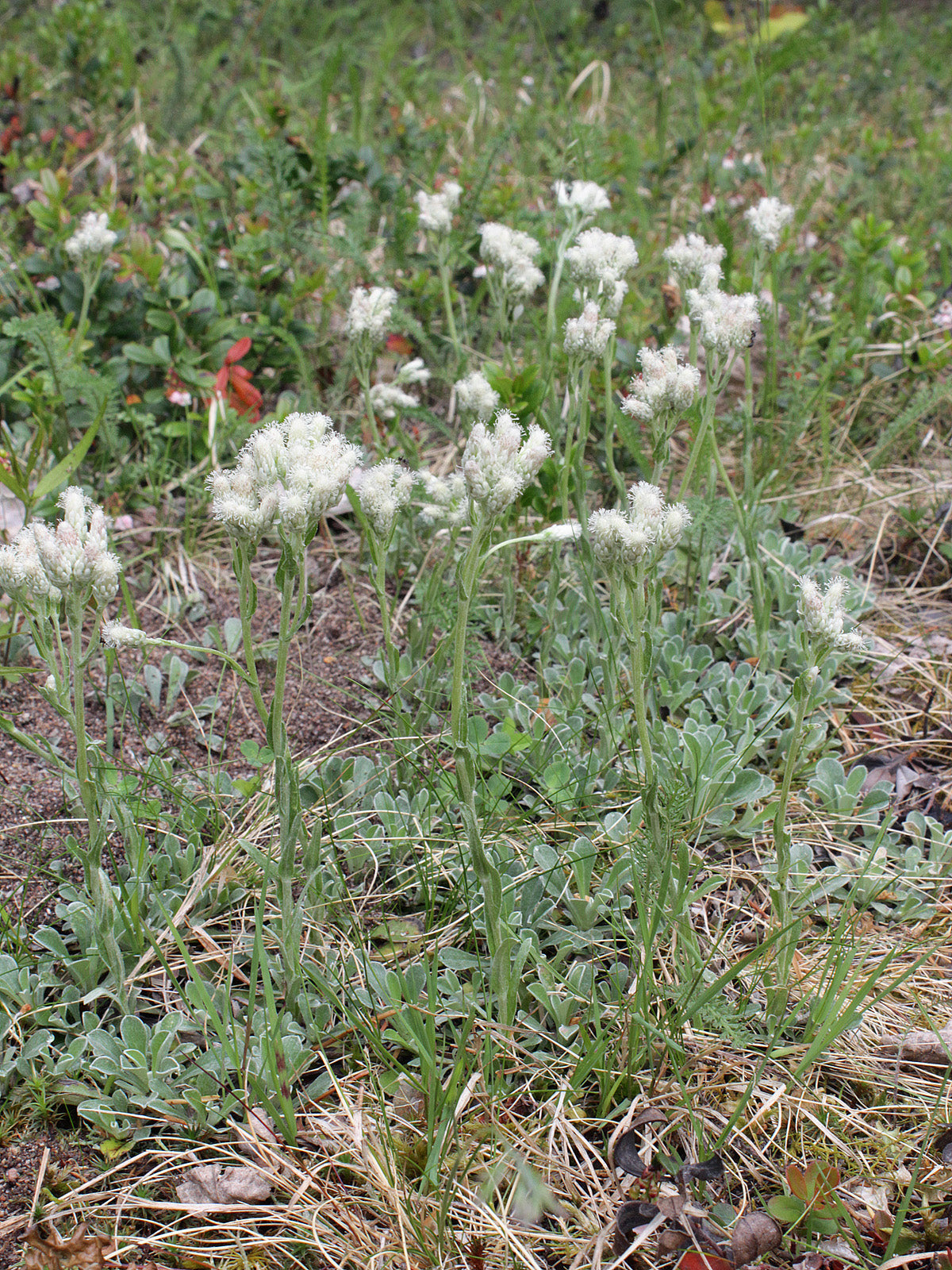 Antennaria plantaginifolia