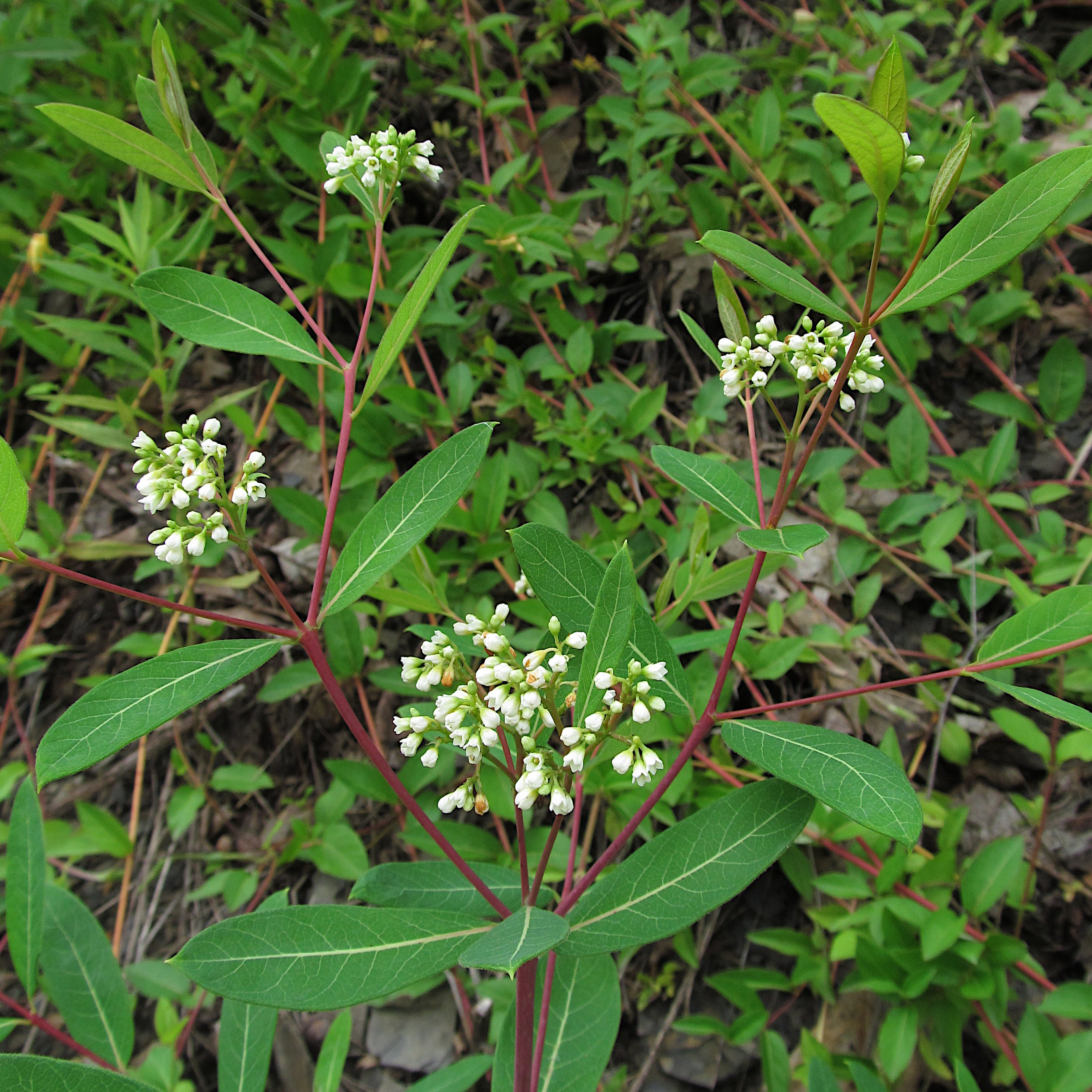 Apocynum cannabinum