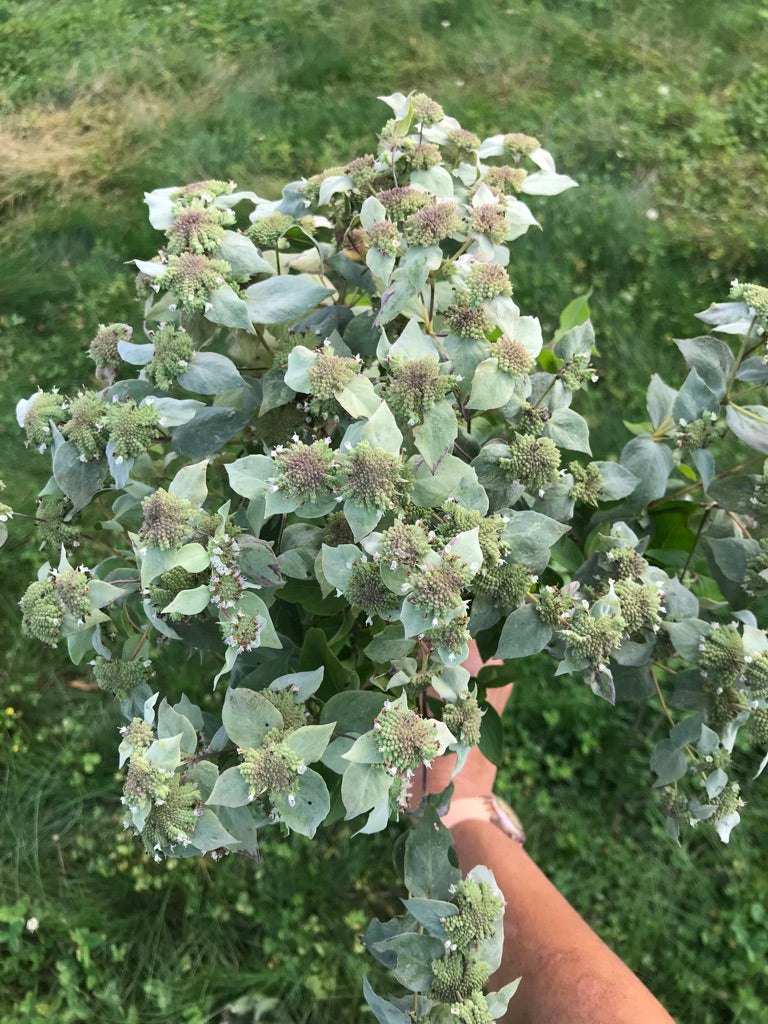 Pycnanthemum muticum