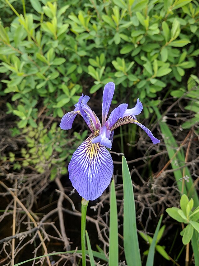 Iris versicolor