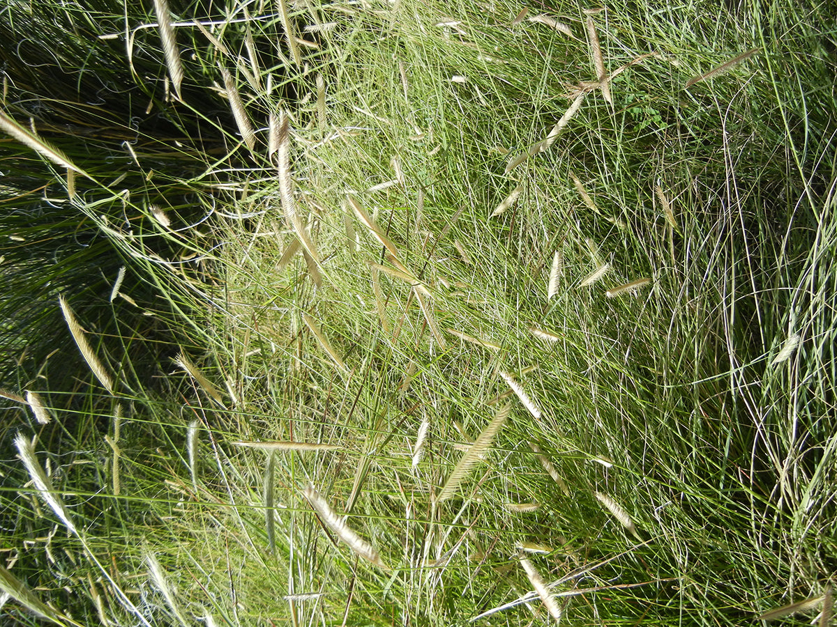 Bouteloua gracilis