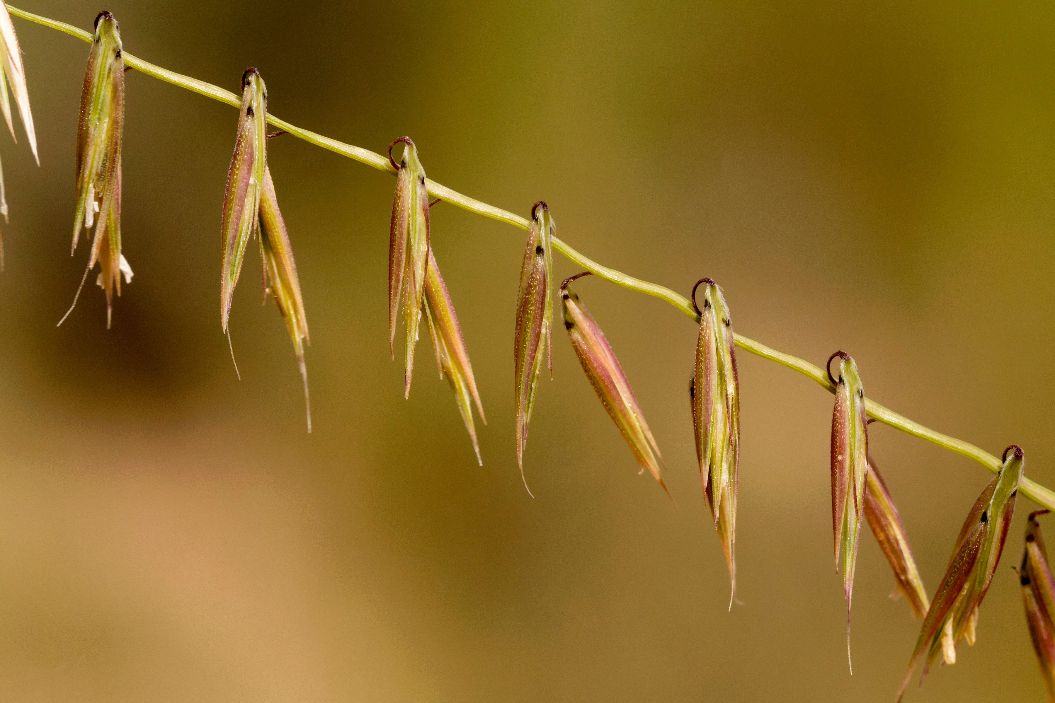 Bouteloua curtipendula
