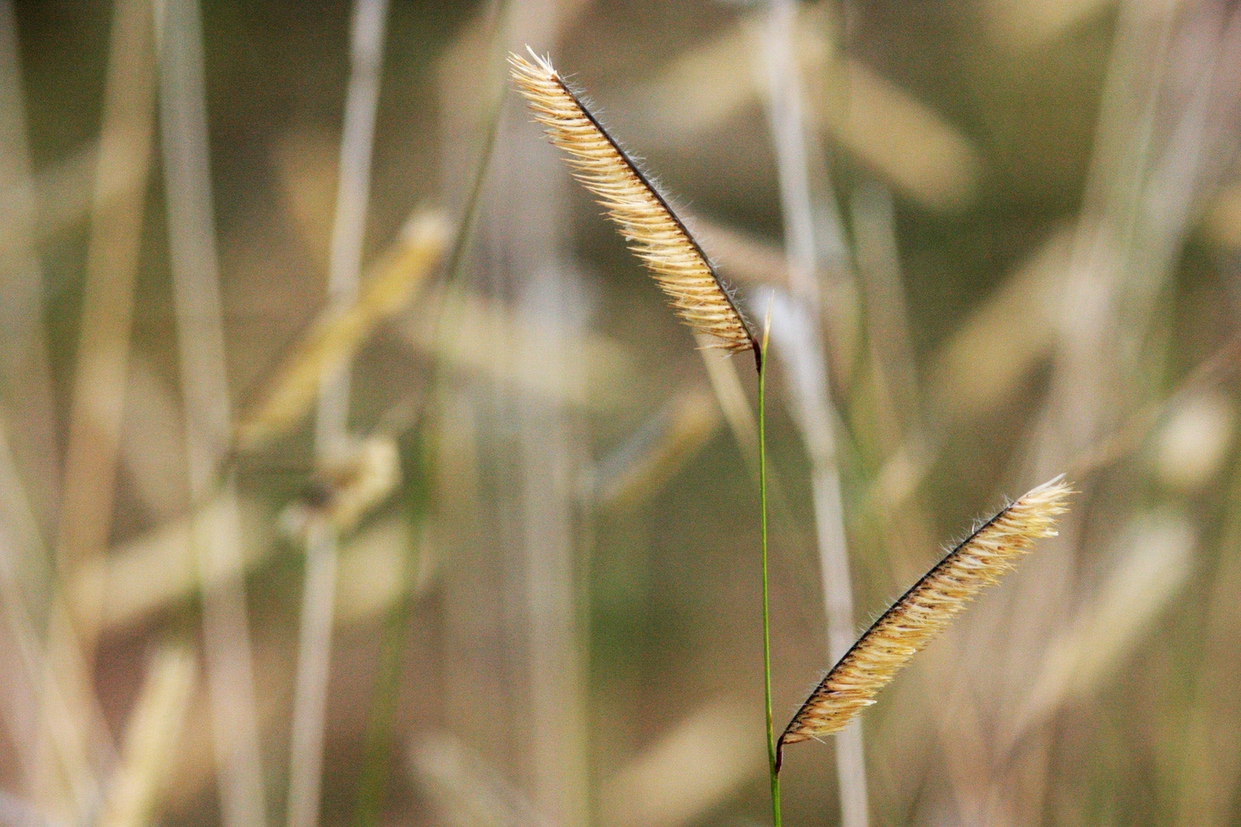 Bouteloua gracilis