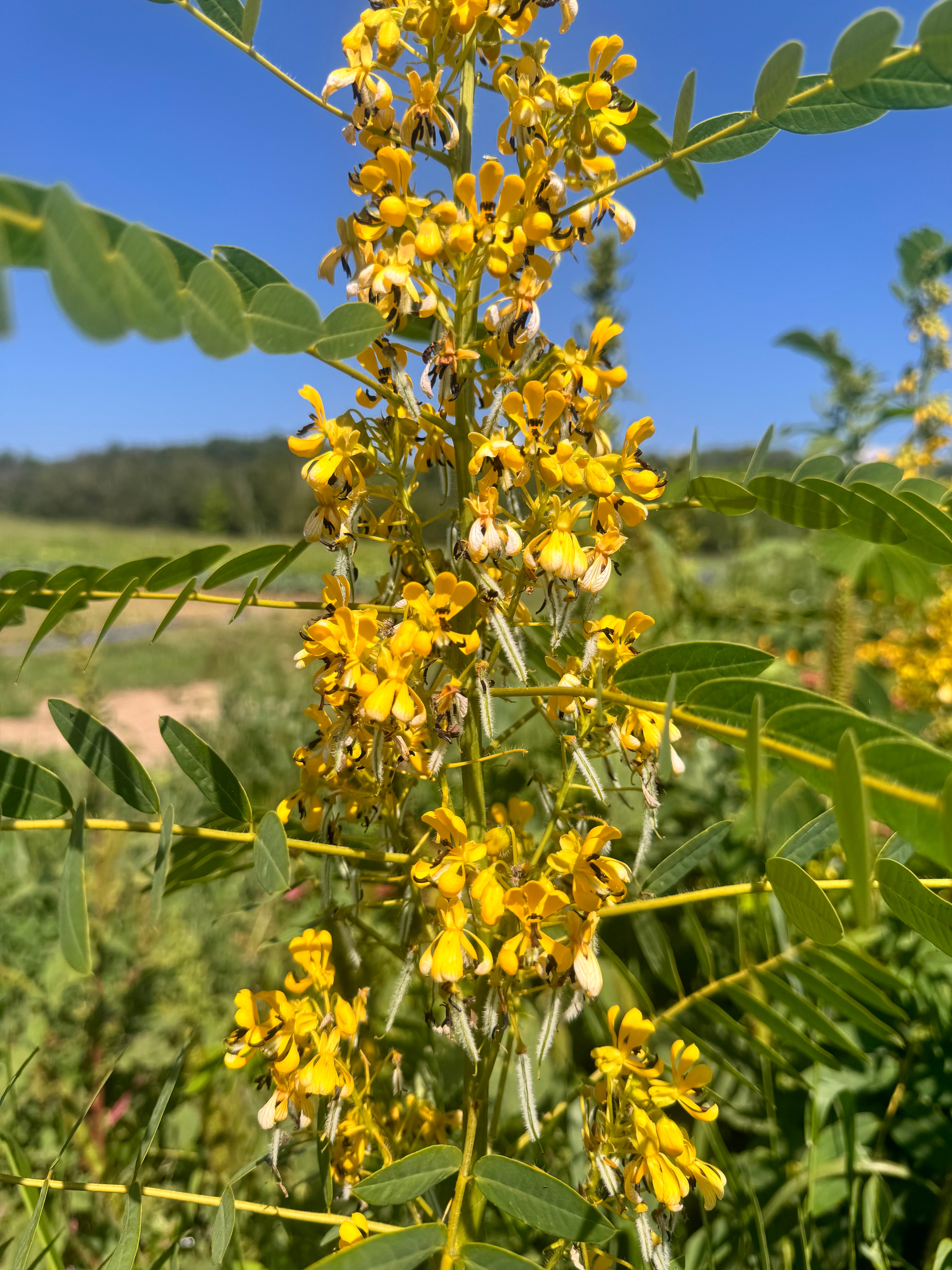 Senna hebecarpa