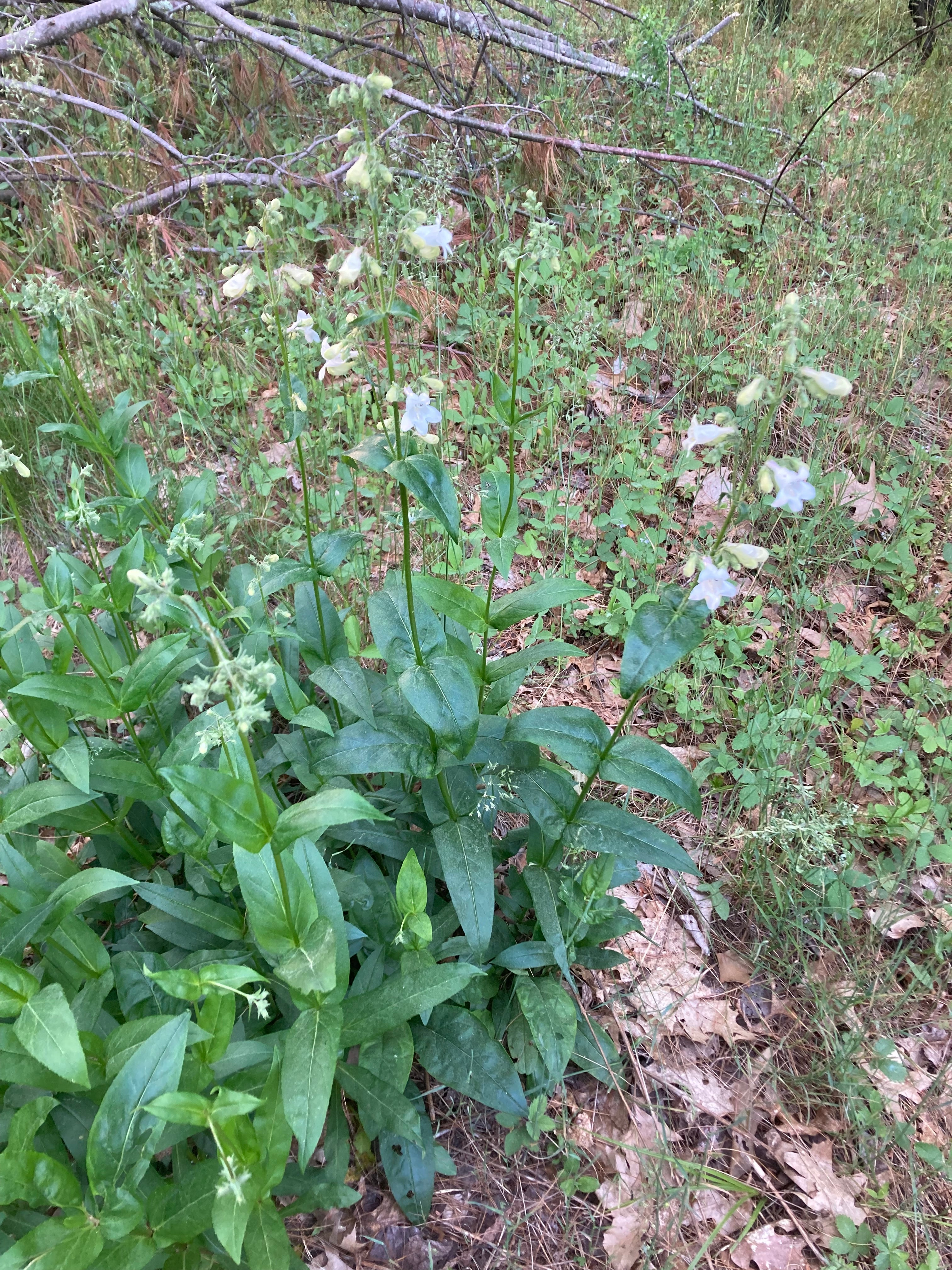 Penstemon digitalis