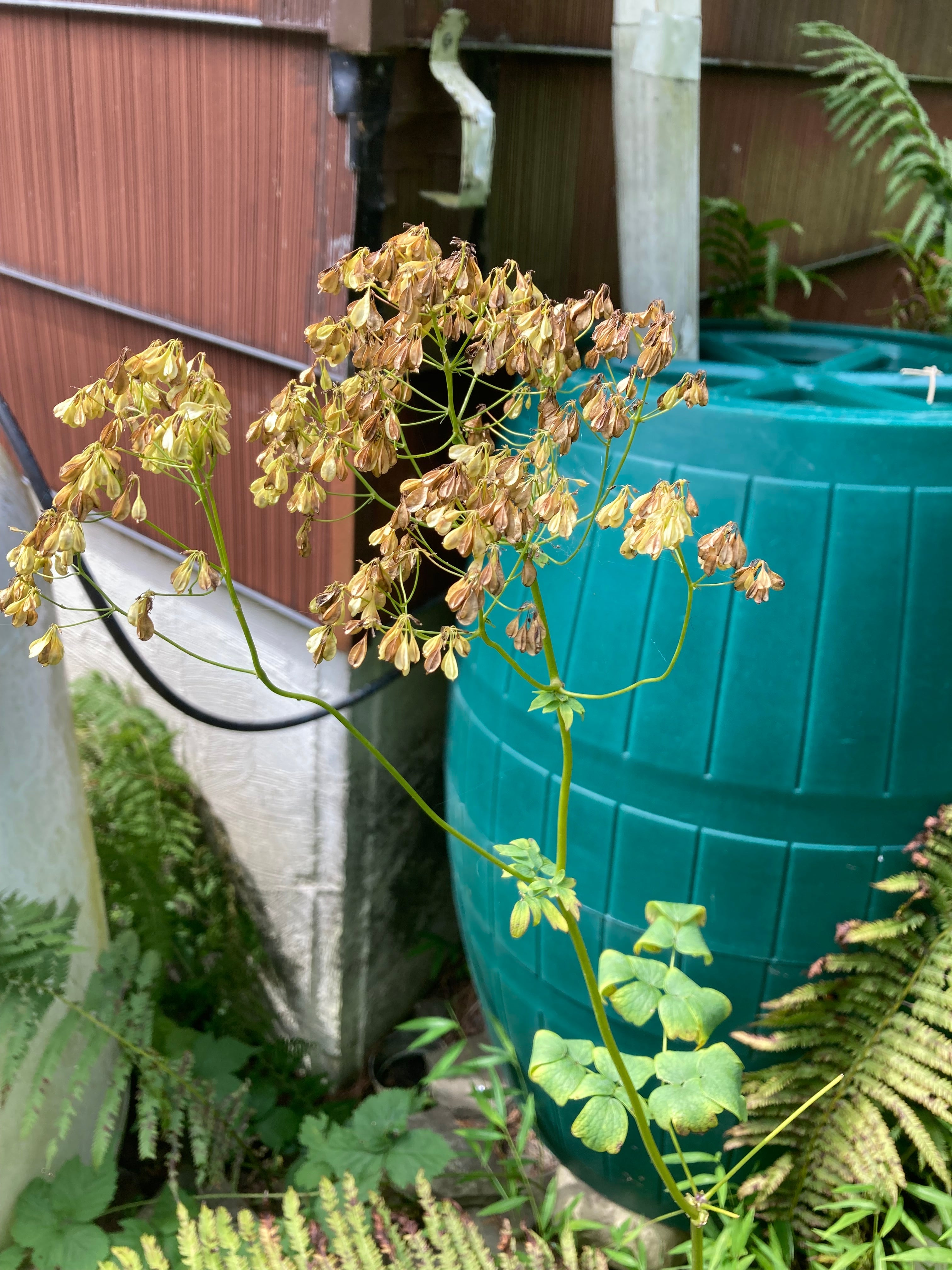 Thalictrum dioicum