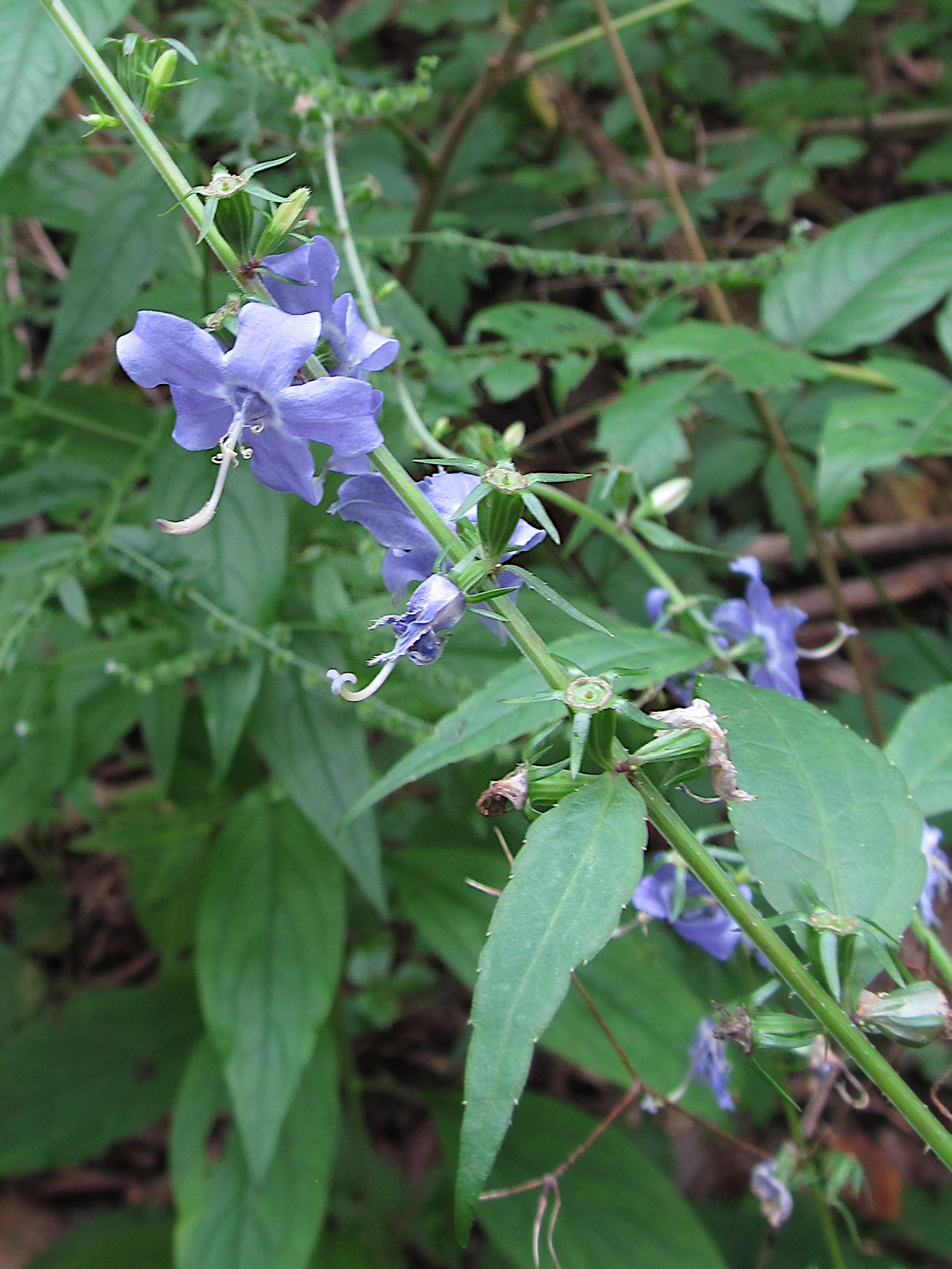 Campanula americana