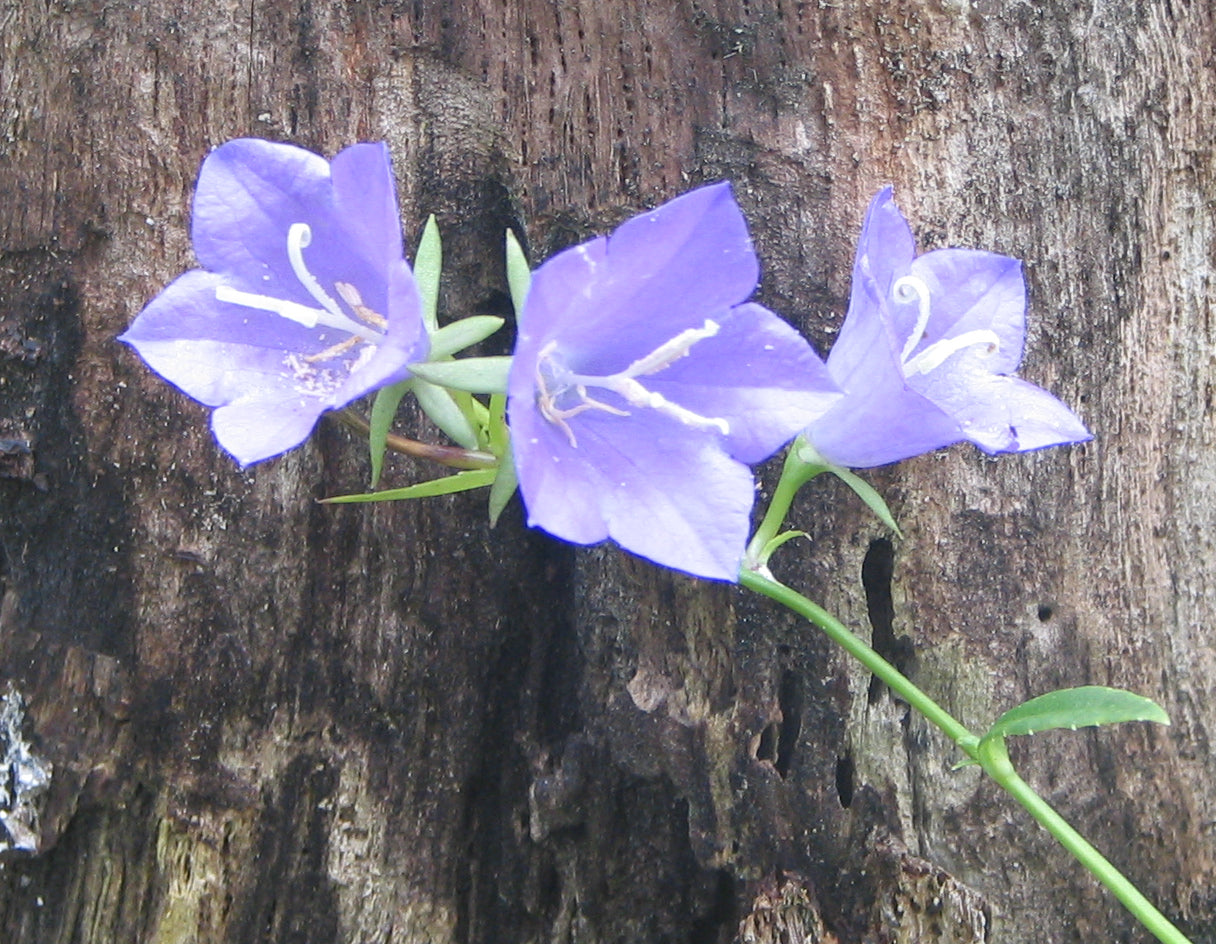 Campanula rotundifolia