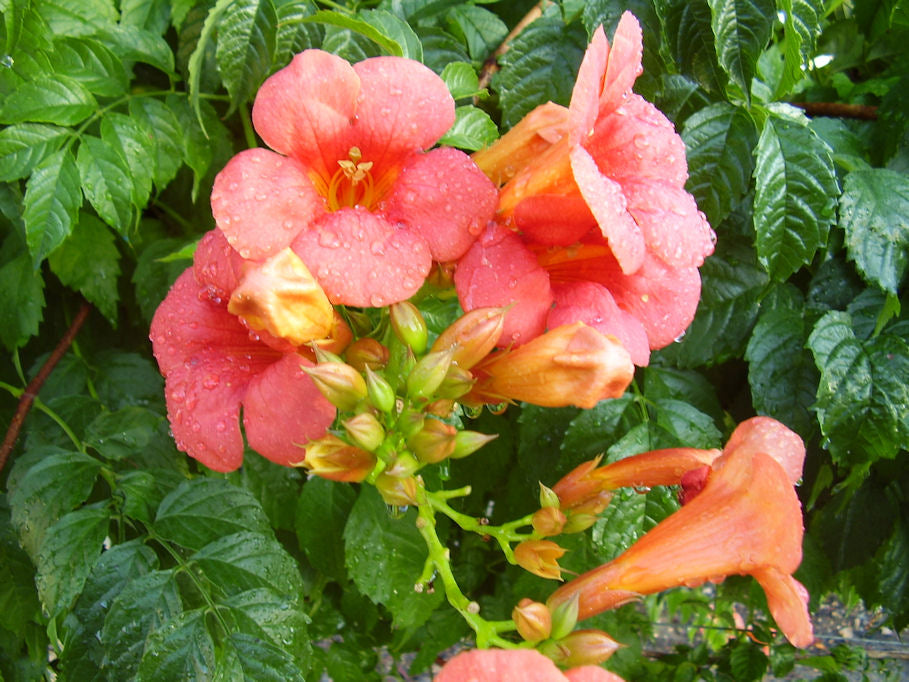 Campsis radicans