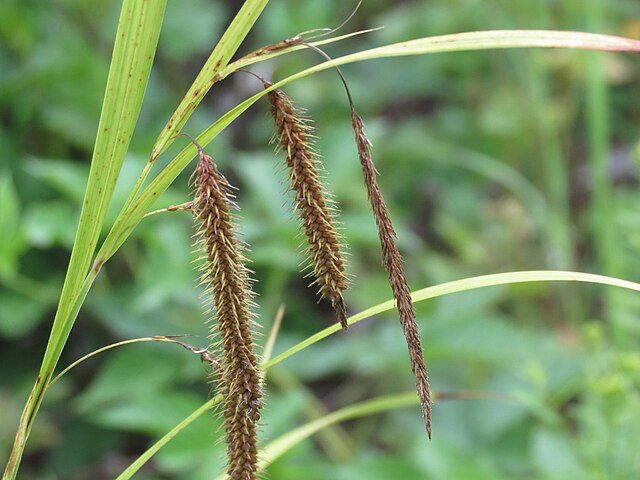 Carex crinita