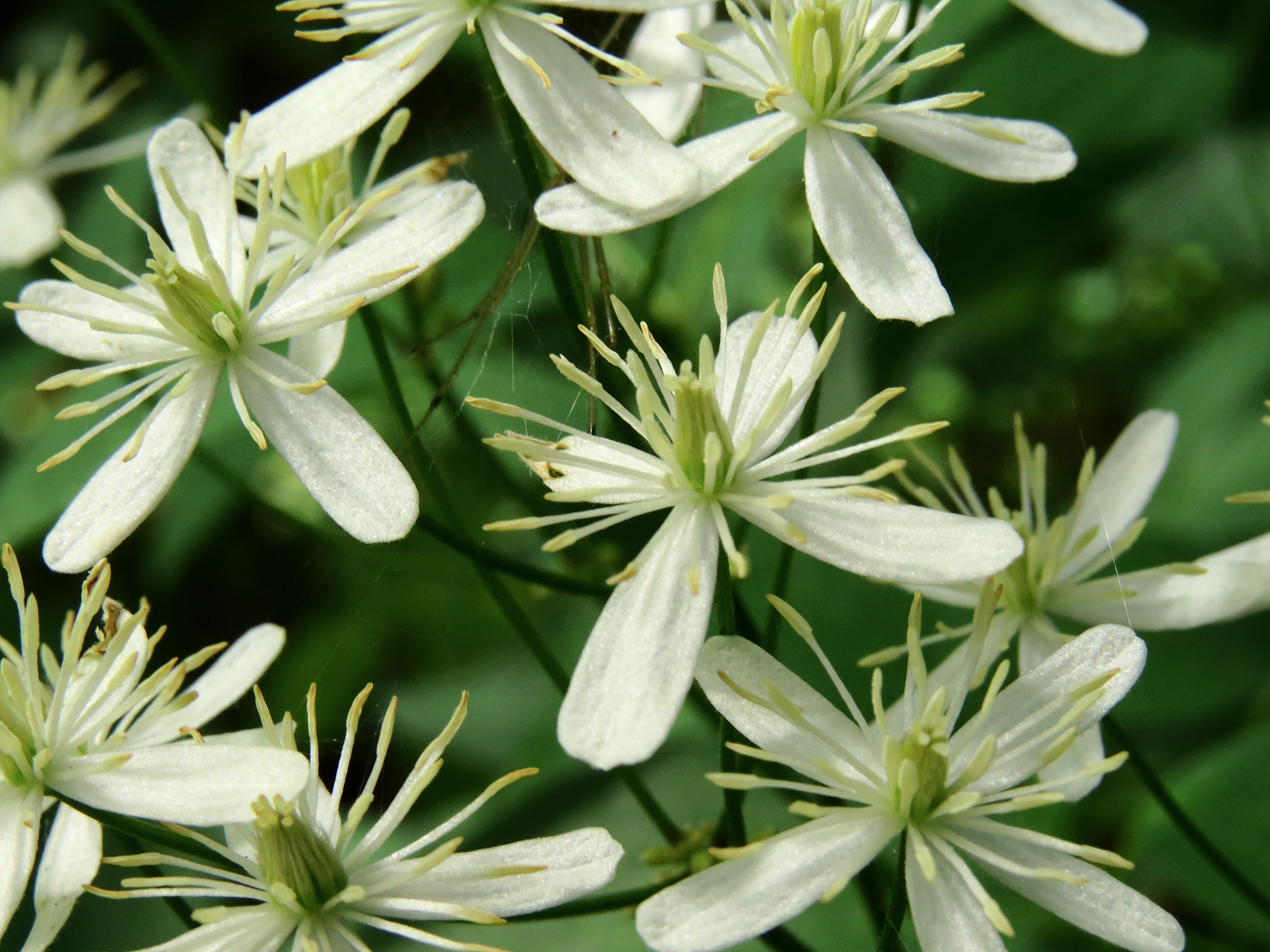 Clematis virginiana