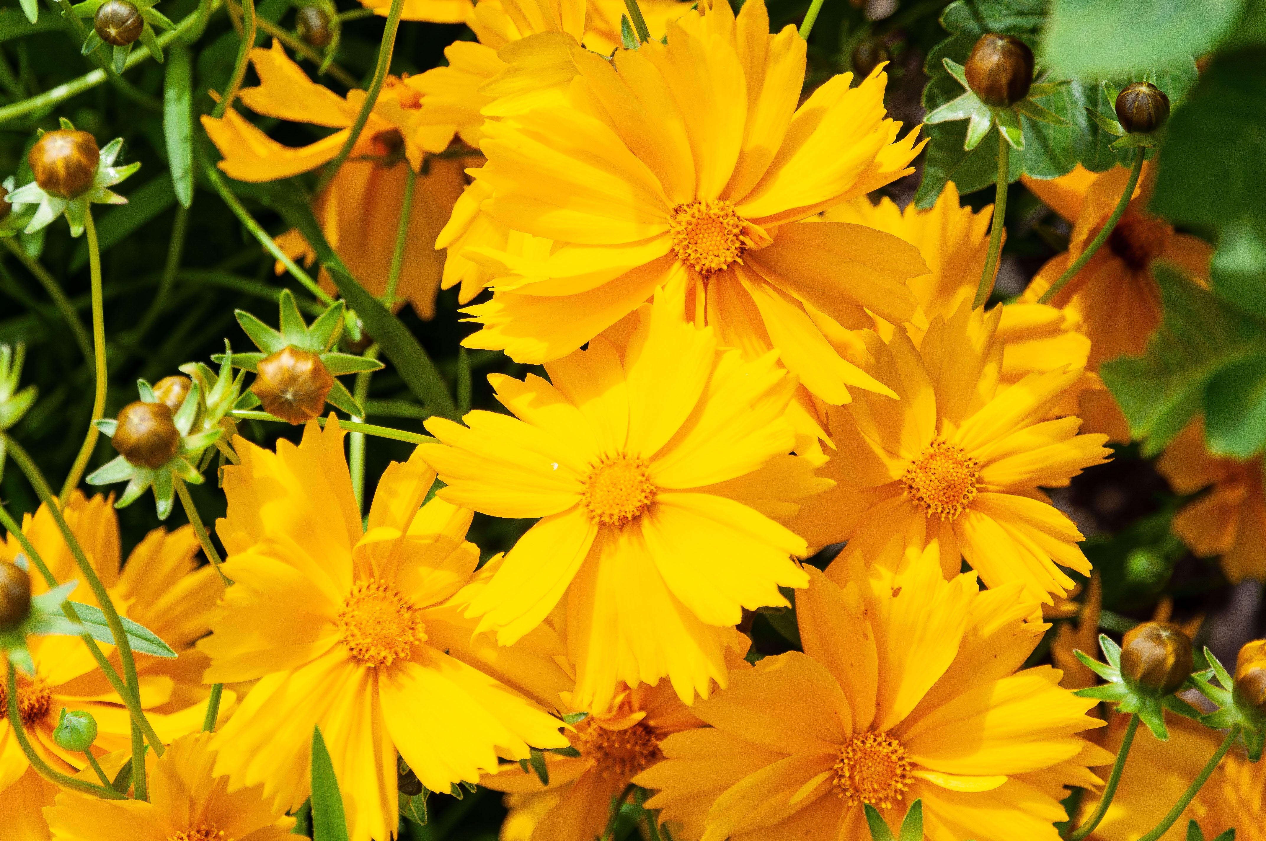 Coreopsis lanceolata