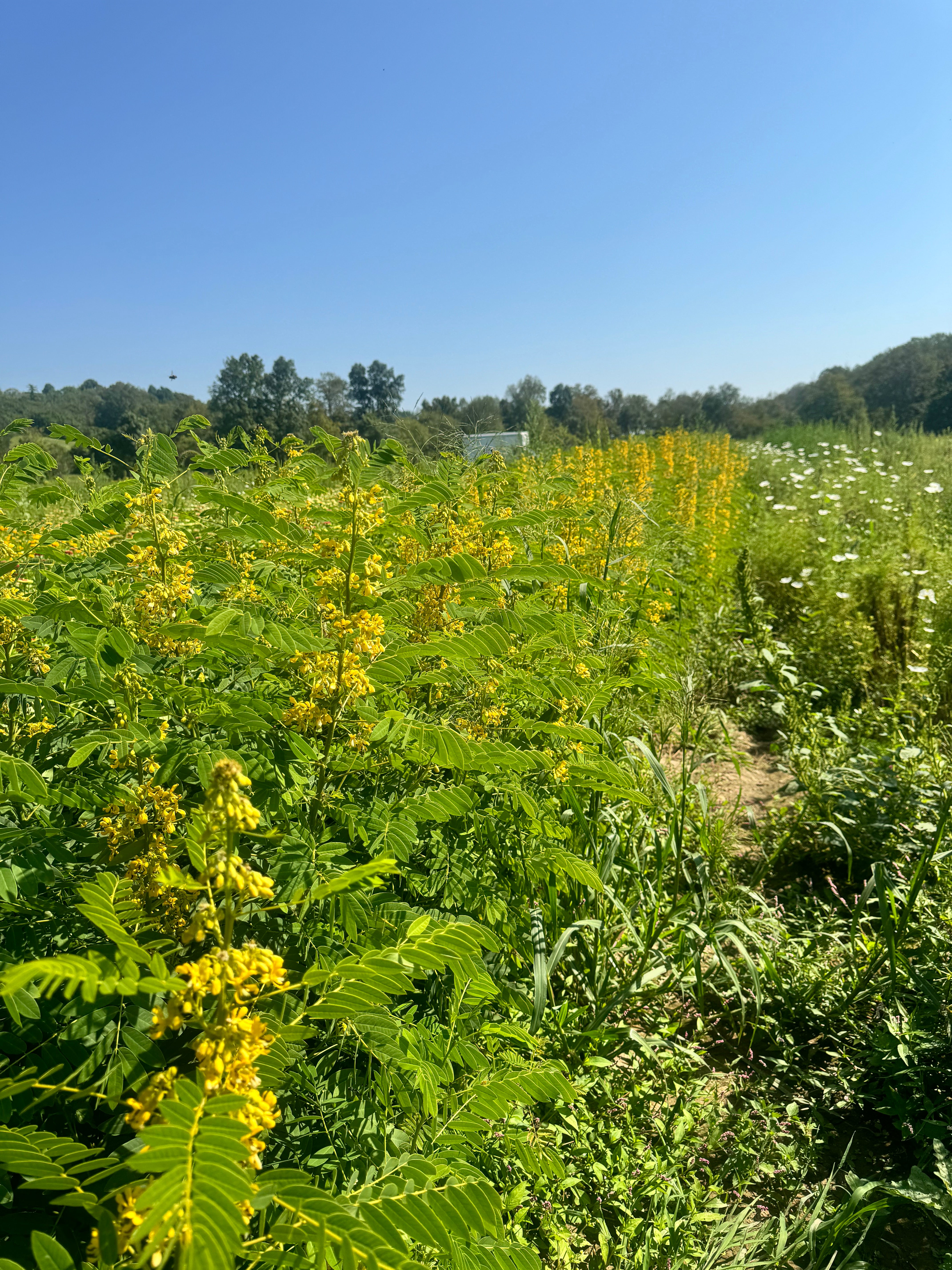 Senna hebecarpa