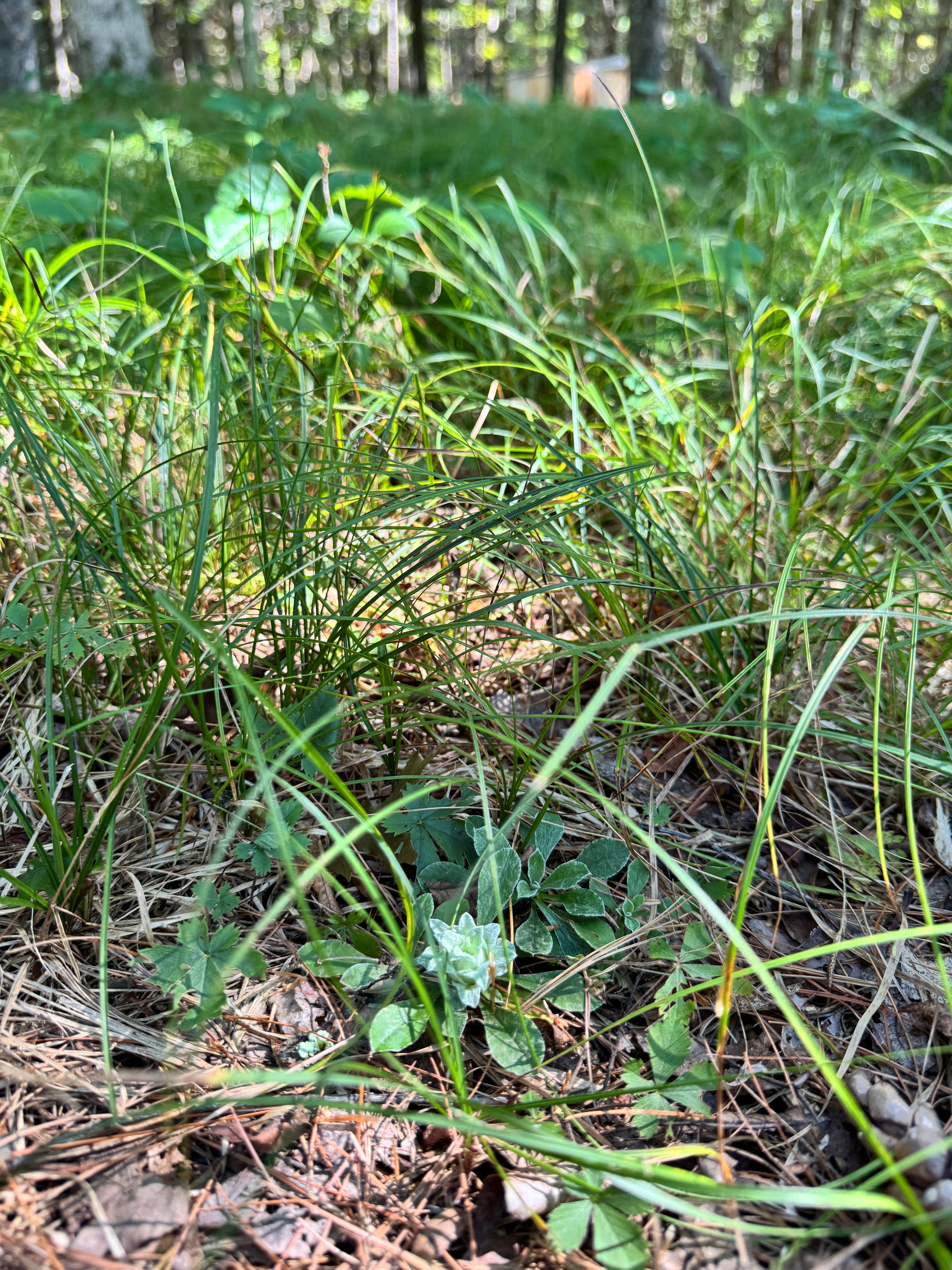 Carex pensylvanica