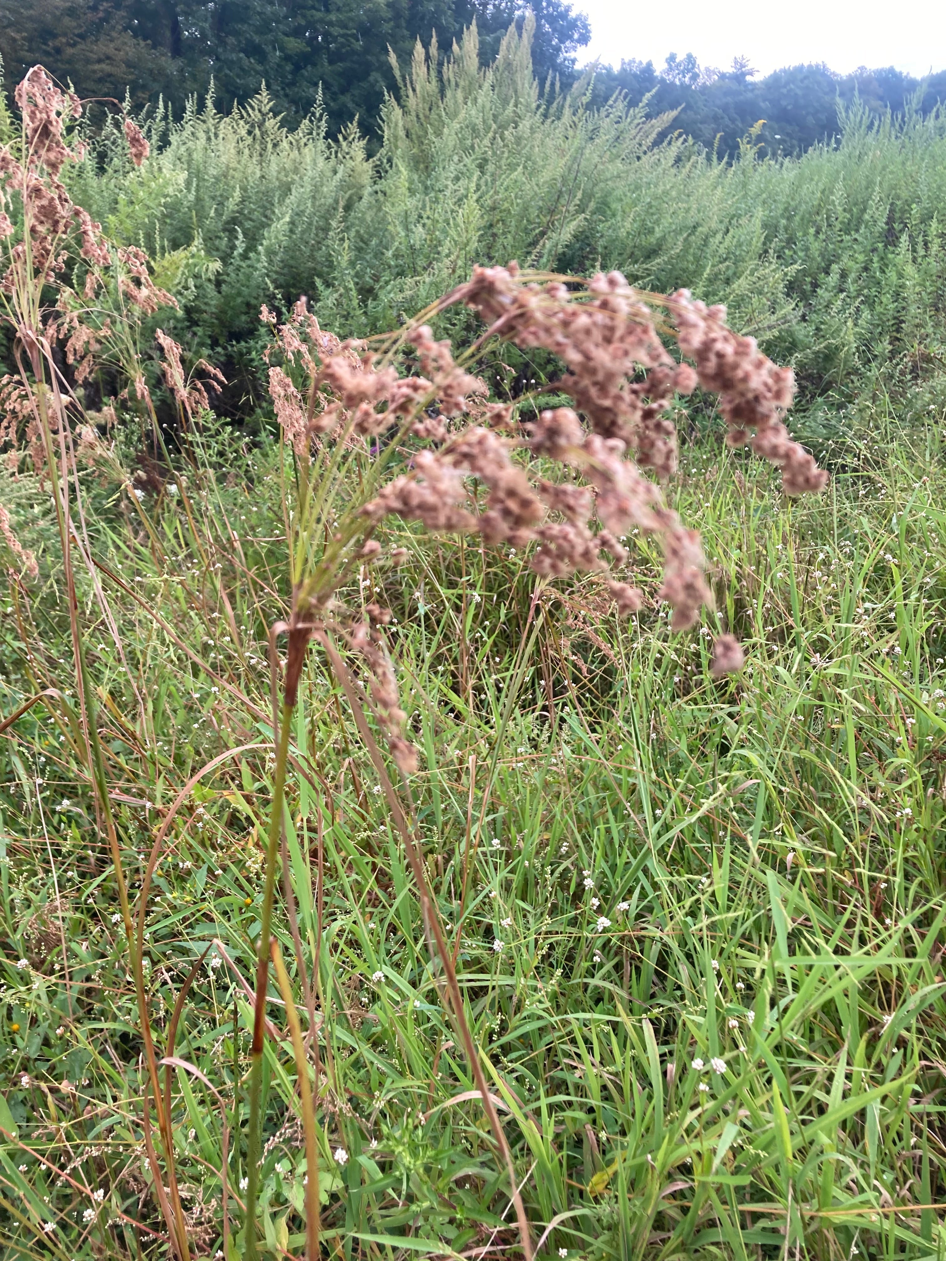 Scirpus cyperinus