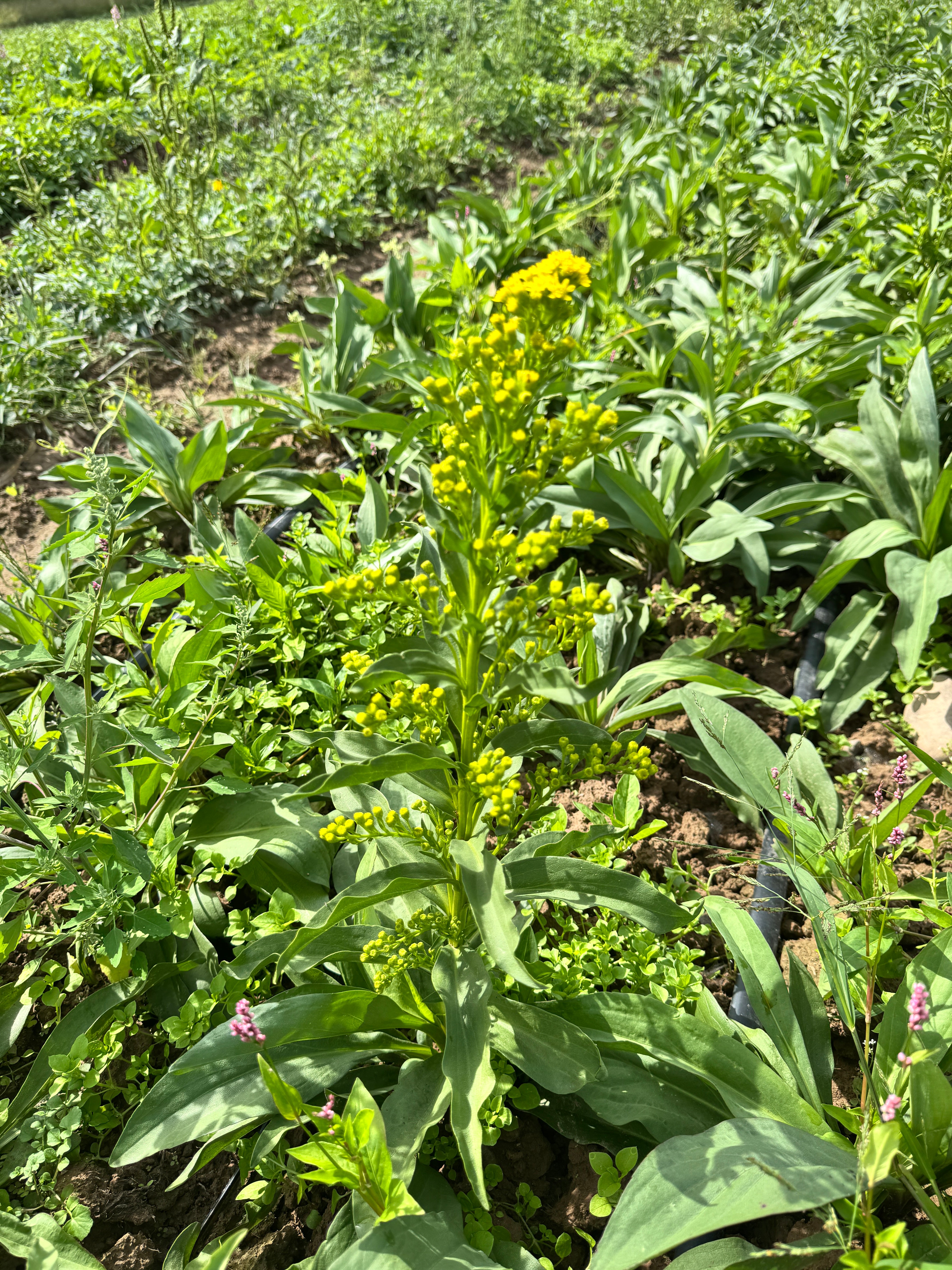 Solidago sempervirens