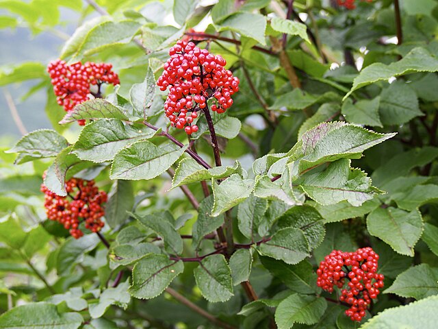 Sambucus racemosa