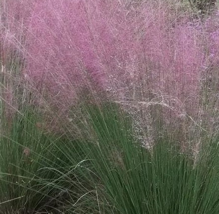 Eragrostis spectabilis