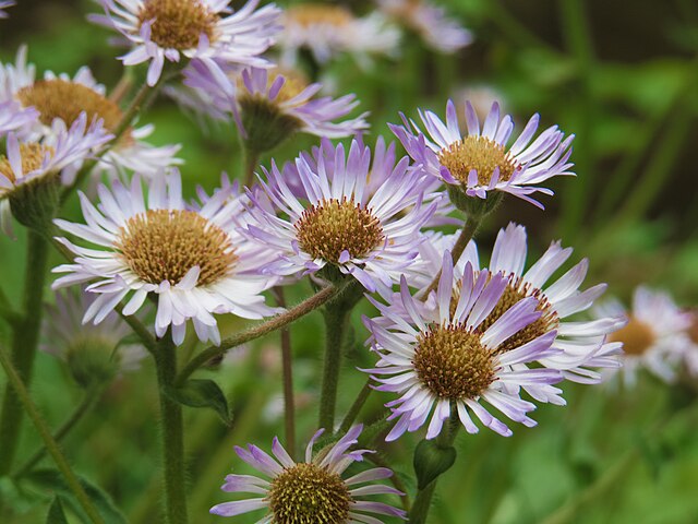 Erigeron pulchellus