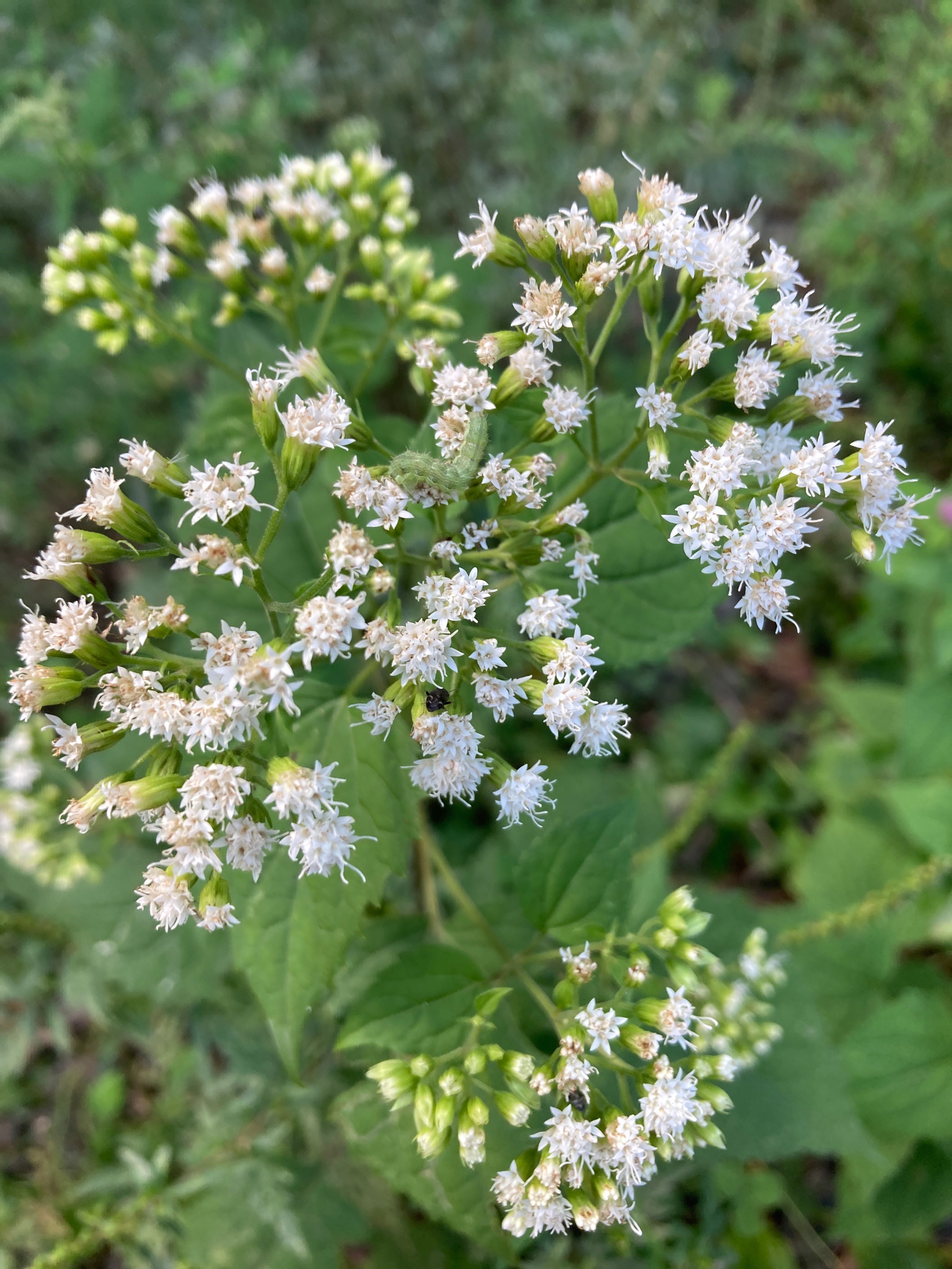Ageratina altissima