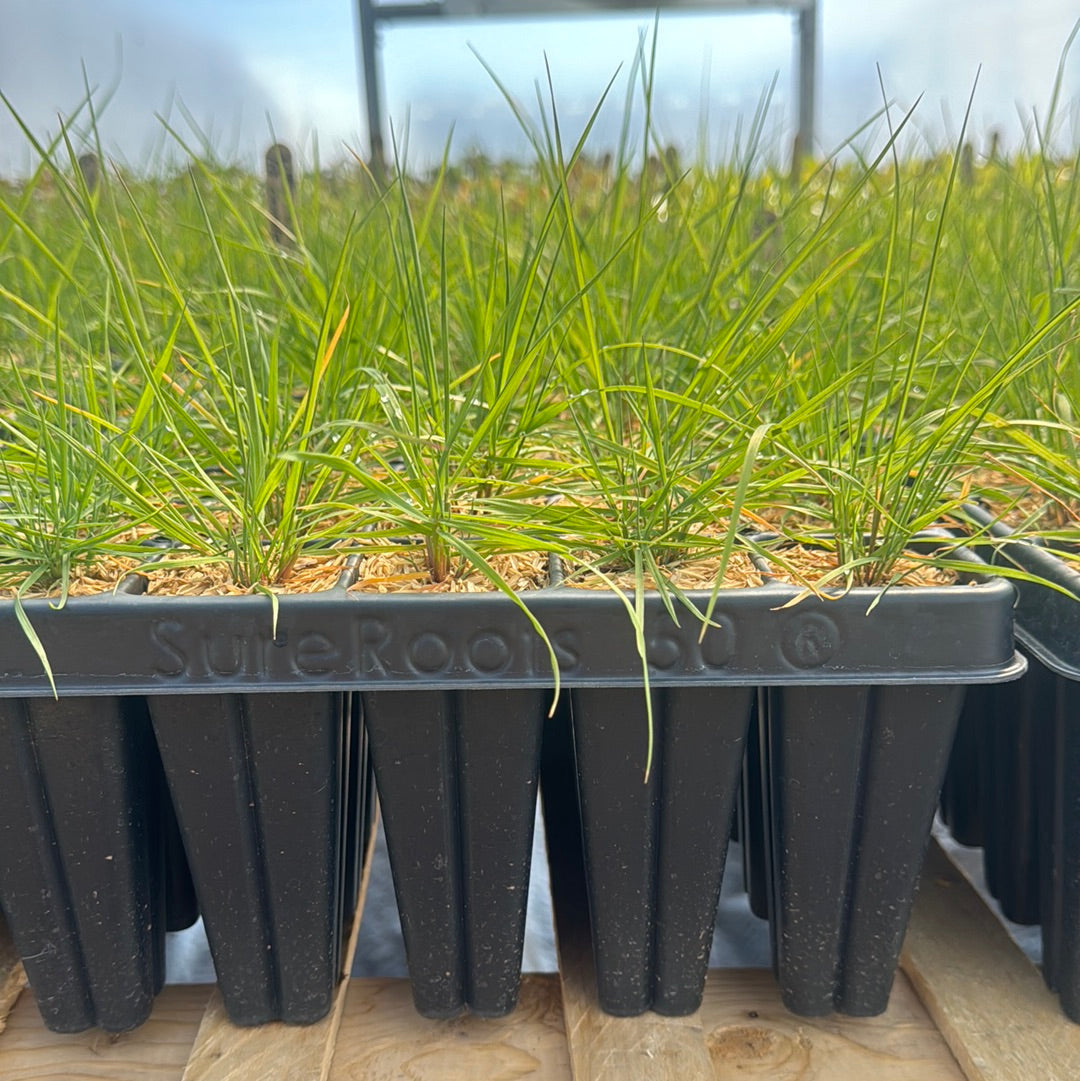 Calamagrostis Canadensis